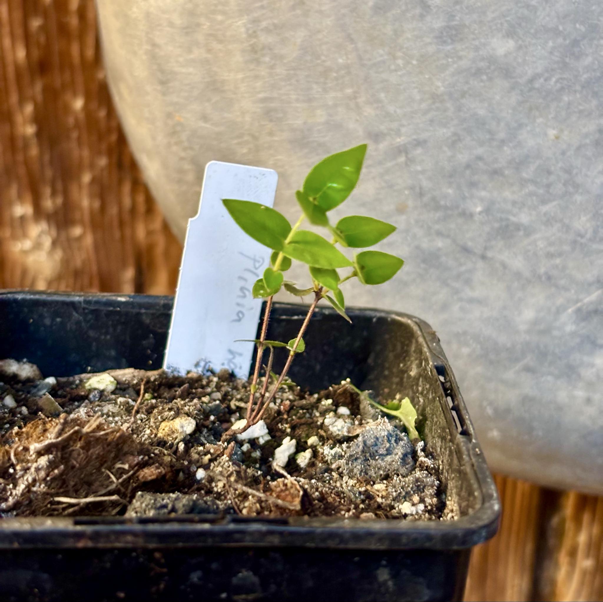 Plinia nana - 1 small potted plant / 1 kleine, getopfte Pflanze