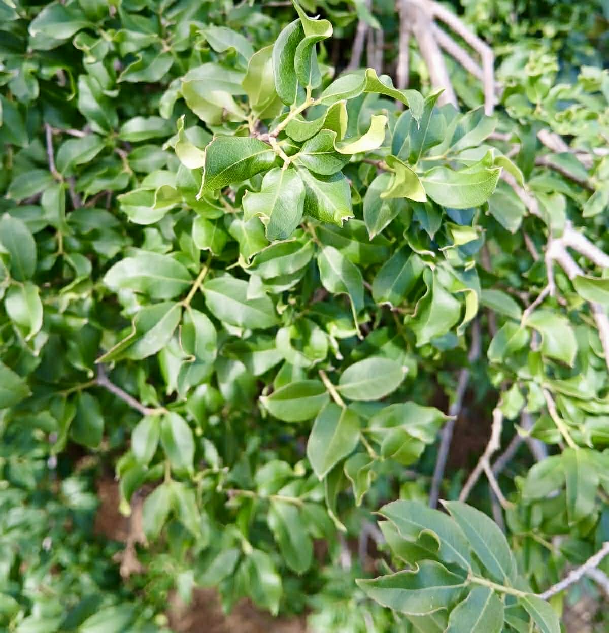 Pre Order - Plinia sp Tabuia -  1 fresh seed / 1 frischer Samen