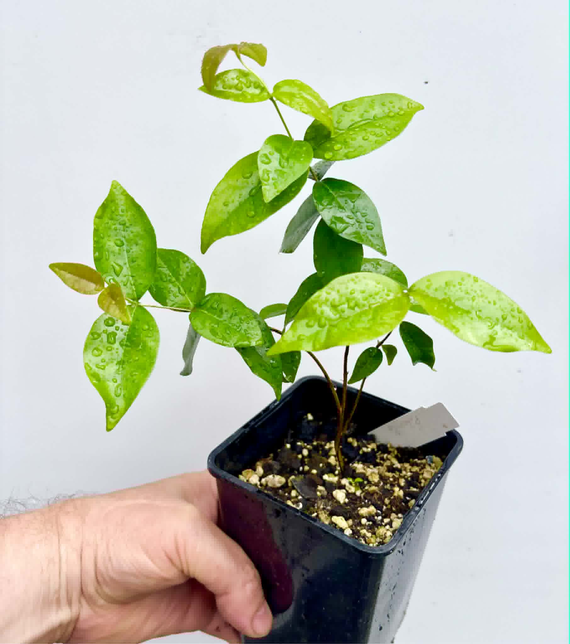 Eugenia uniflora var. Gigante Pitangao  - 1 potted seedling / 1 getopfter Sämling