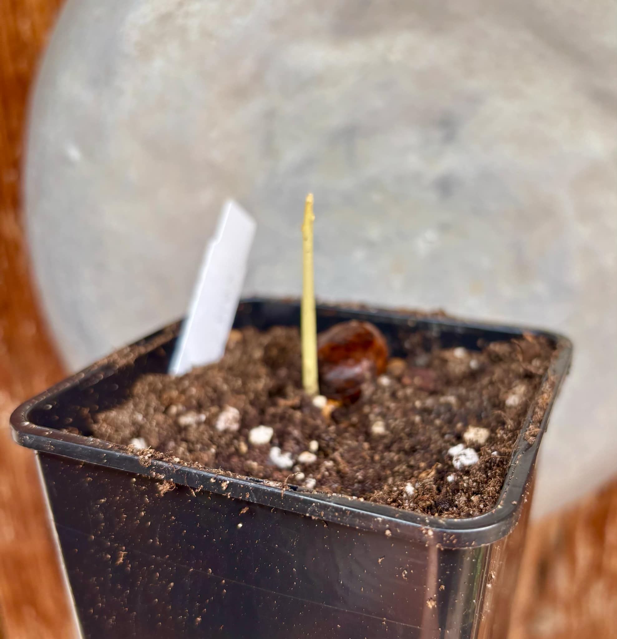 Ross Sapote (Pouteria sp) - 1 just potted seedling / 1 frisch getopfter Sämling