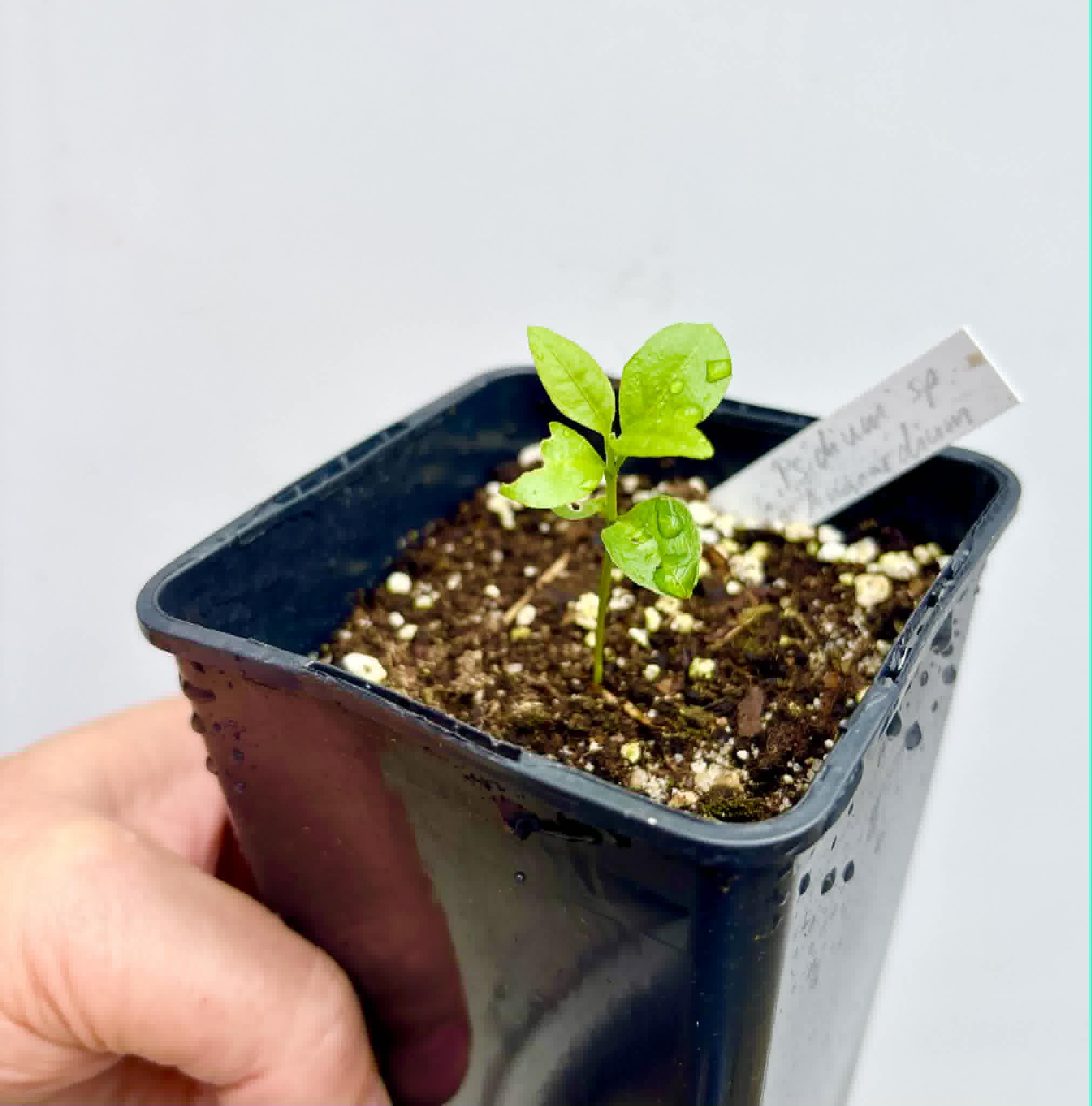 Psidium sp Anacardium -  1 potted seedling / 1 getopfter Sämling