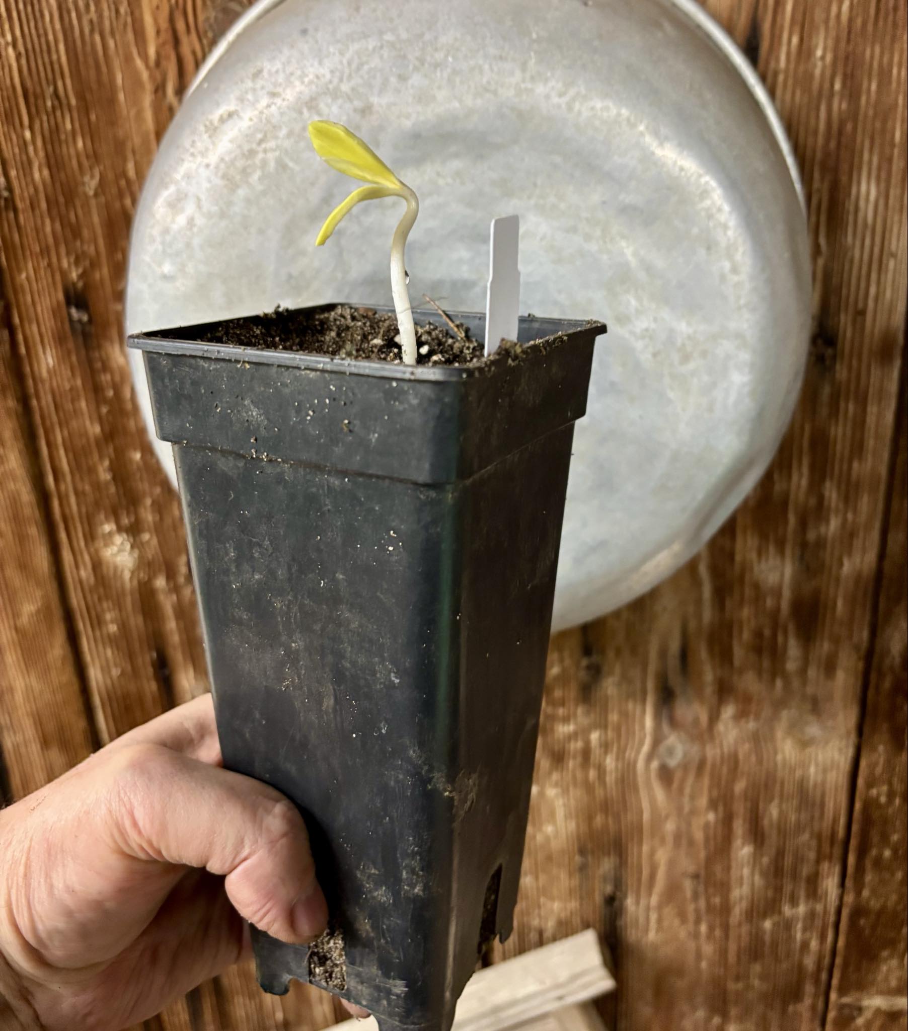 Chrysophyllum januariense  -  1 small potted seedling / 1 kleiner, getopfter Sämling