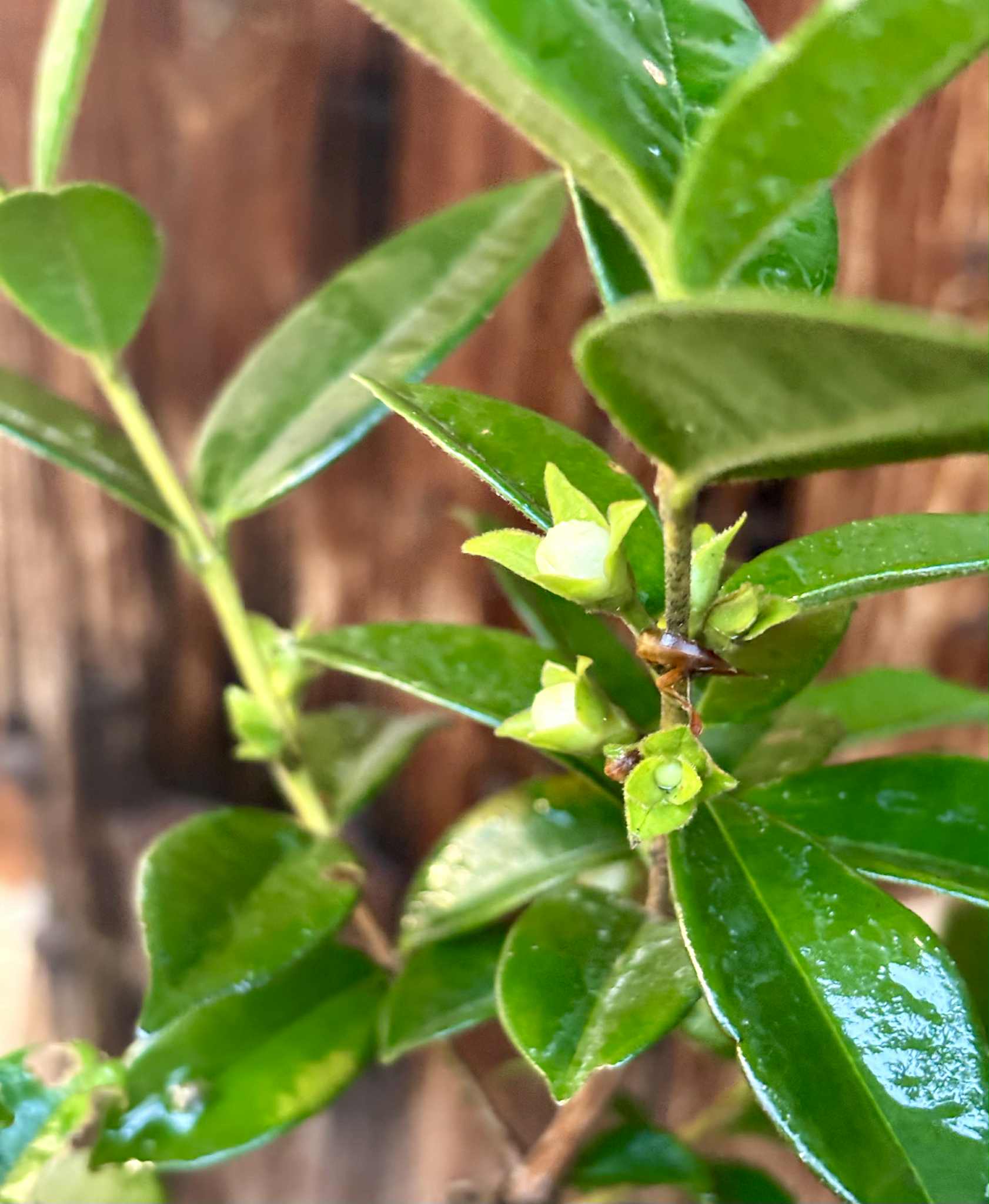 10 years old - Pitangatuba (Eugenia selloi)  - 1 potted plant / 1 getopfte Pflanze