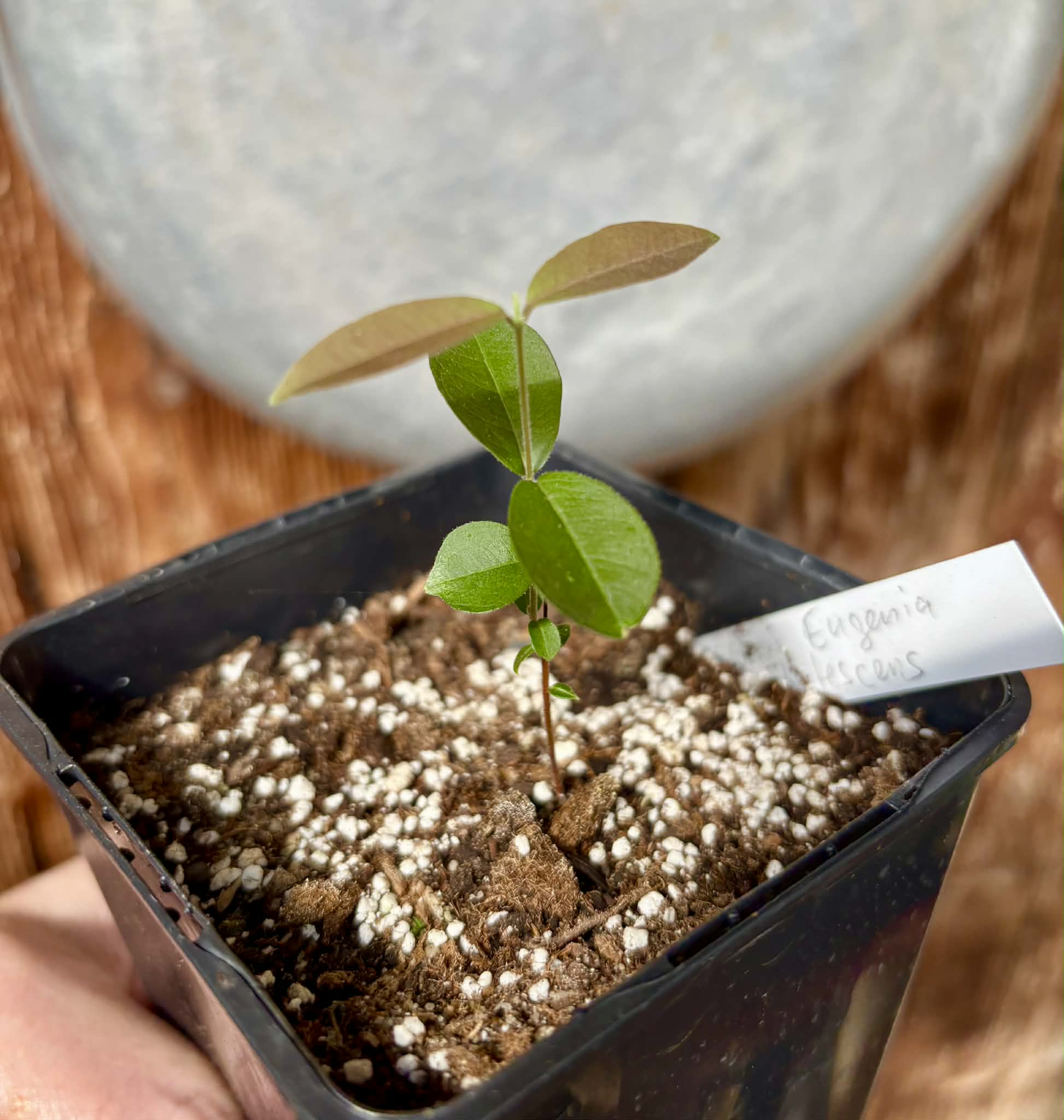 Uvaia do Campo - Eugenia lutescens -  1 potted seedling / 1 getopfter Sämling