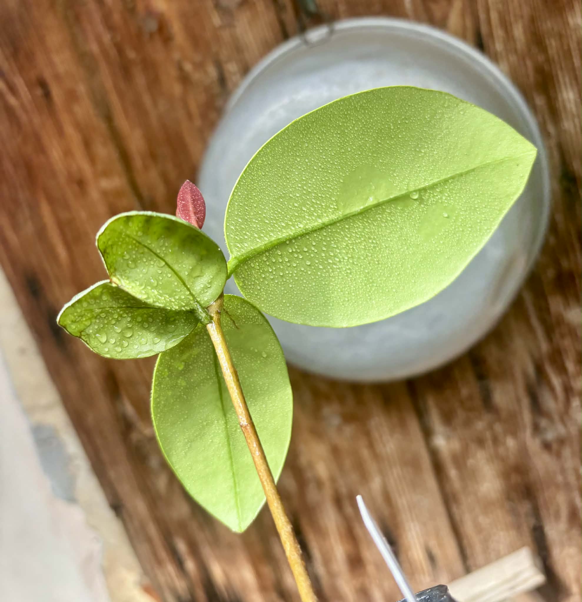 Eugenia sp Unana -  1 potted seedling / 1 getopfter Sämling