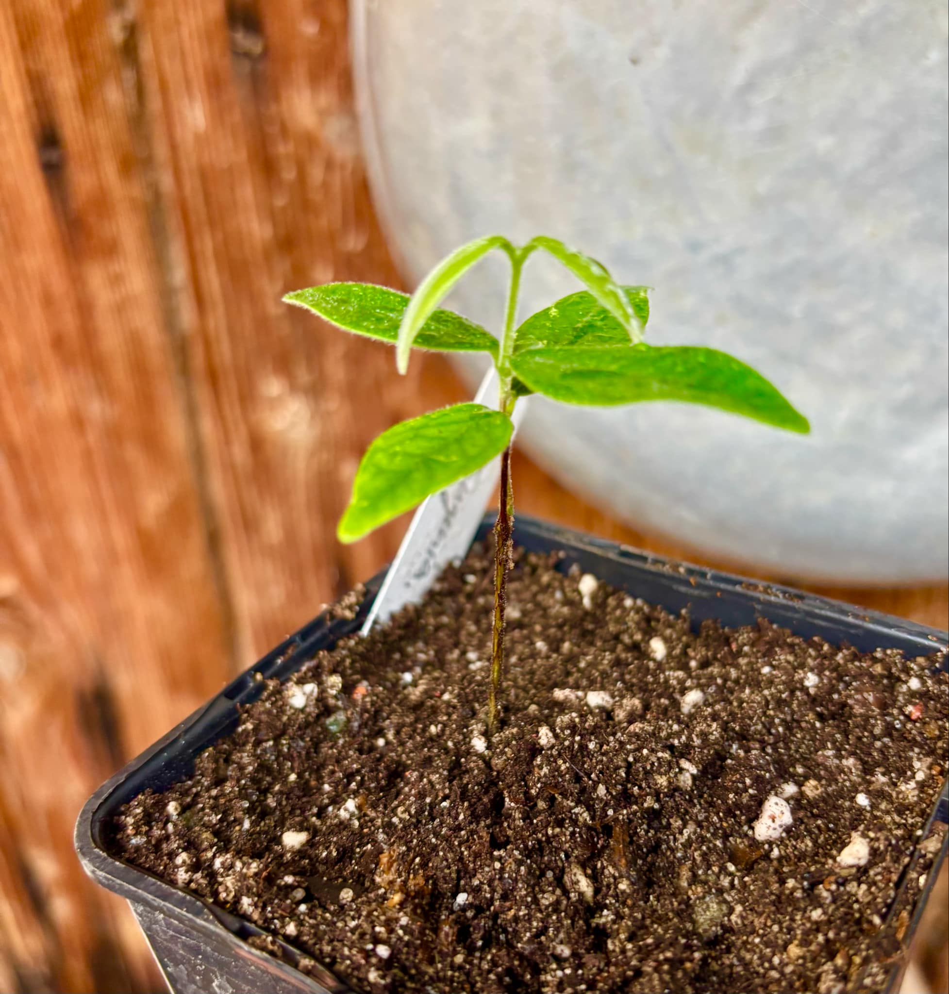 Eugenia caipora BIG - 1 potted plant / 1 getopfte Pflanze Eugenia caipora BIG - 1 potted plant / 1 getopfte Pflanze