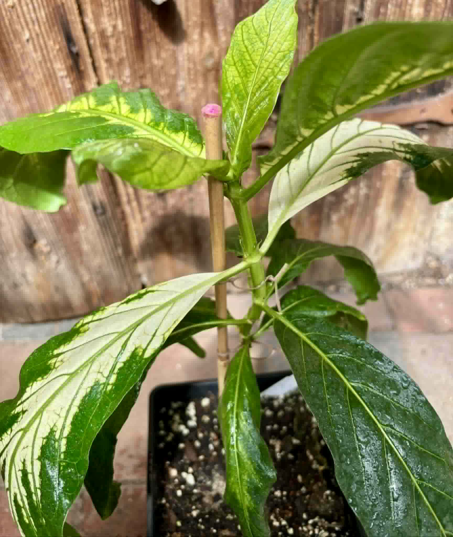 Noni Variegated (Morinda citrifolia) - 1 potted plant / 1 getopfte Pflanze