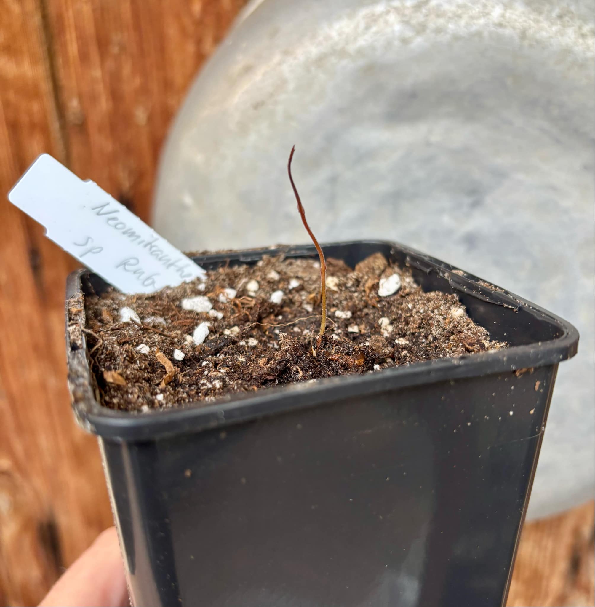 Neomitranthes sp Rubi - 1 fresh potted seedling / 1 frisch getopfter Sämling