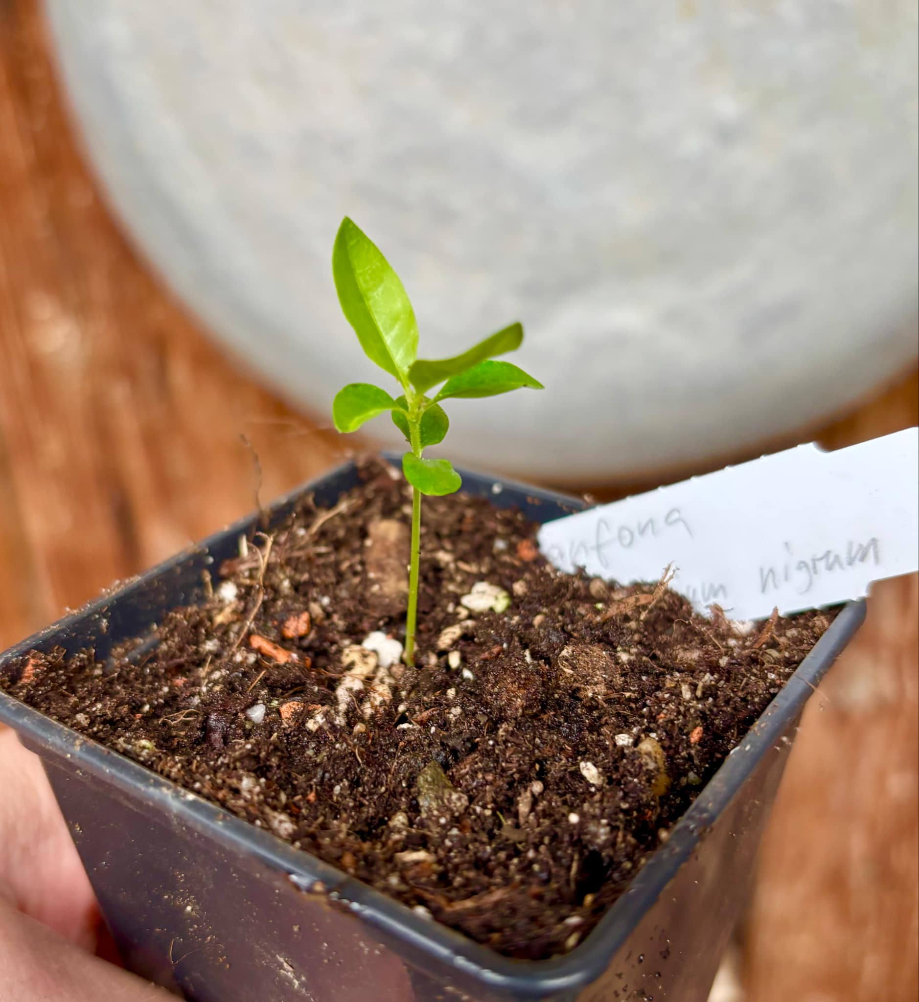Sanfona (Melanopsidium nigrum) - 1 small potted seedling / 1 kleiner, getopfter Sämling Sanfona (Melanopsidium nigrum) - 1 small potted seedling / 1 kleiner, getopfter Sämling