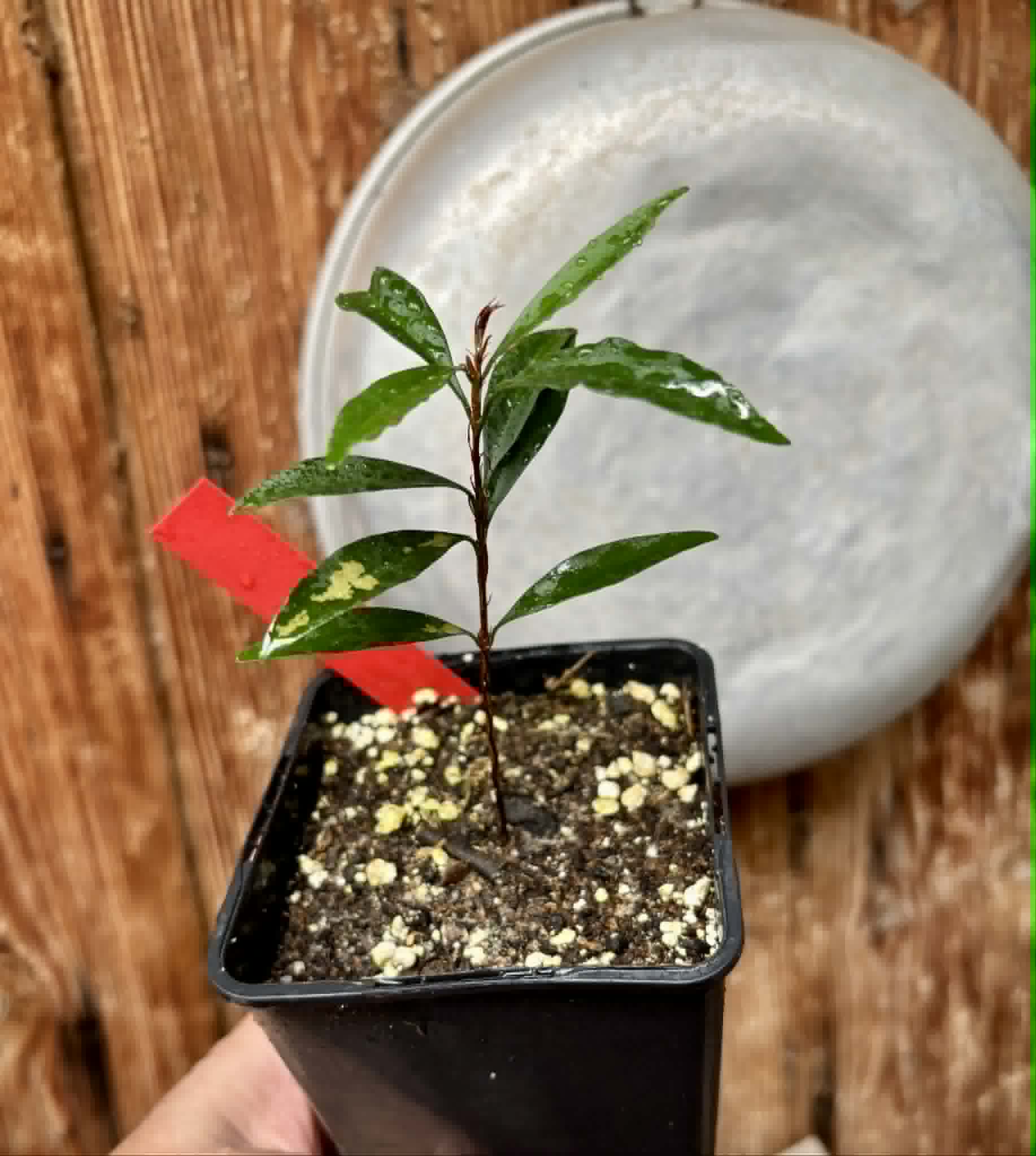 Eugenia sp Itacare vermelha -  1 potted seedling / 1 getopfter Sämling