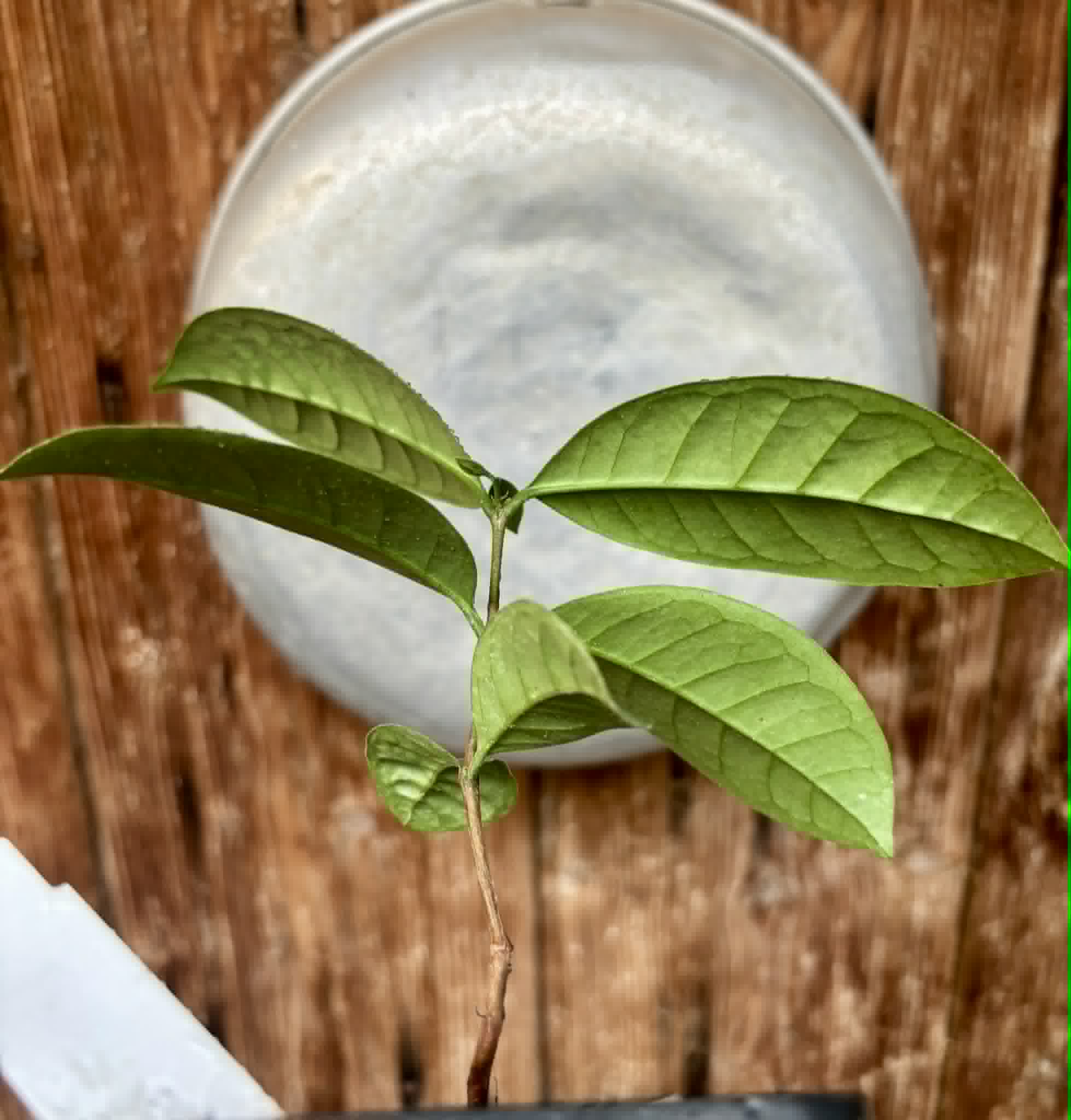 Eugenia bahiensis  - 1 potted plant / 1 getopfte Pflanze