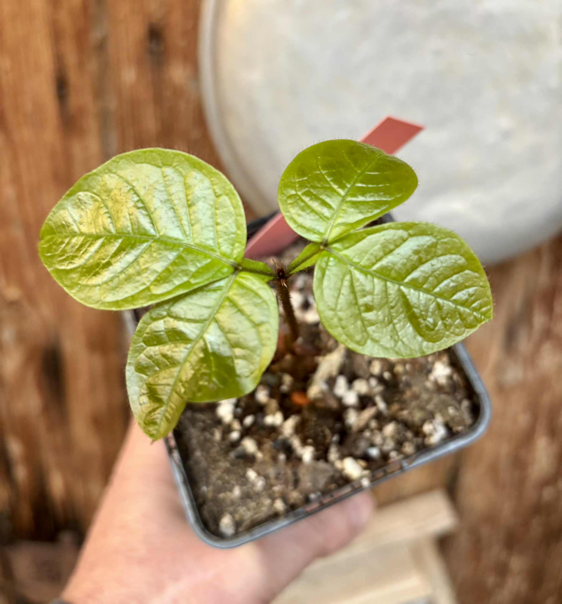 Inga aptera  - 1 potted seedling / 1 getopfter Sämling