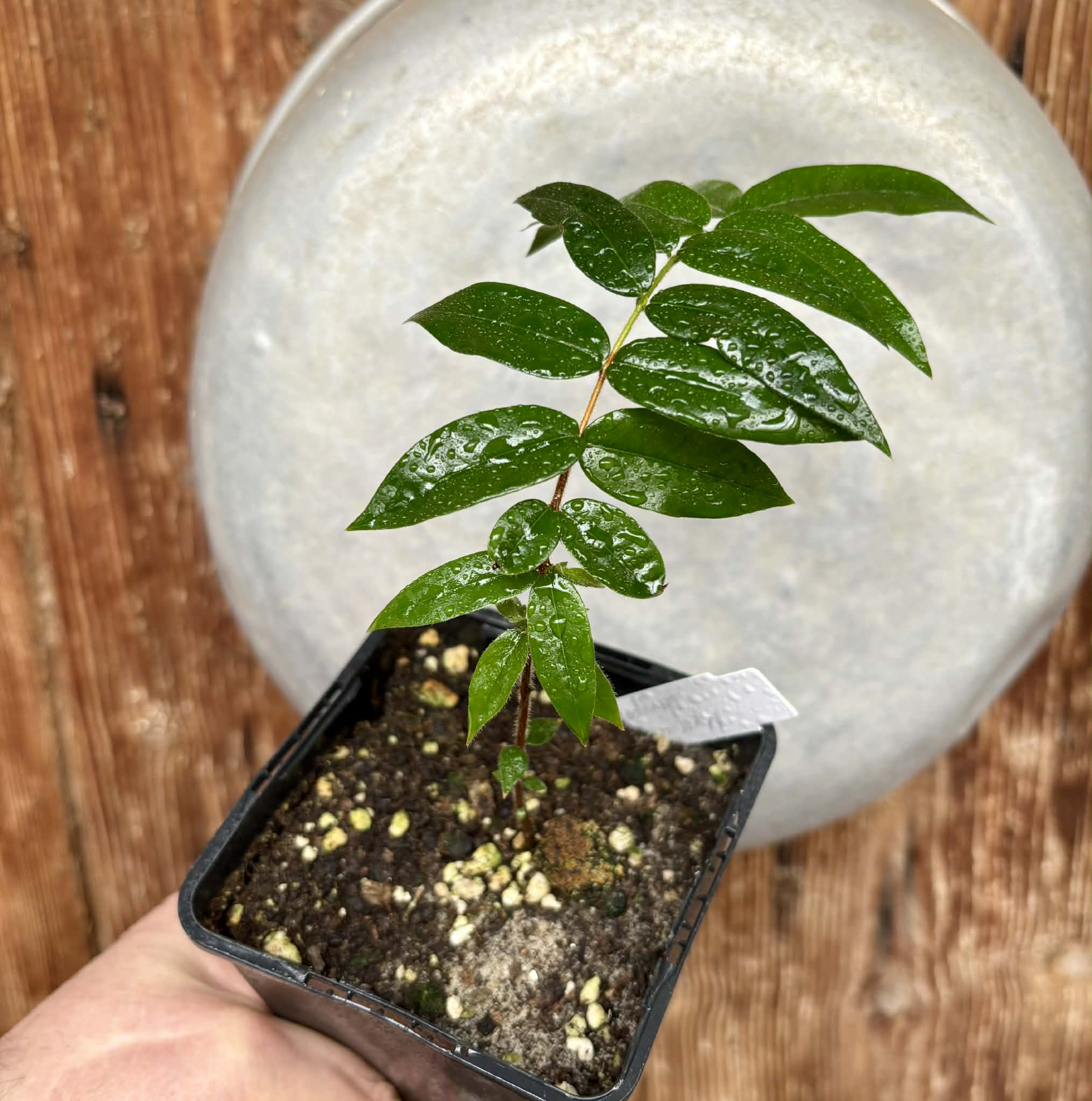 Beach Cambuca (Myrciaria strigipes) - 1 potted plant / 1 getopfte Pflanze