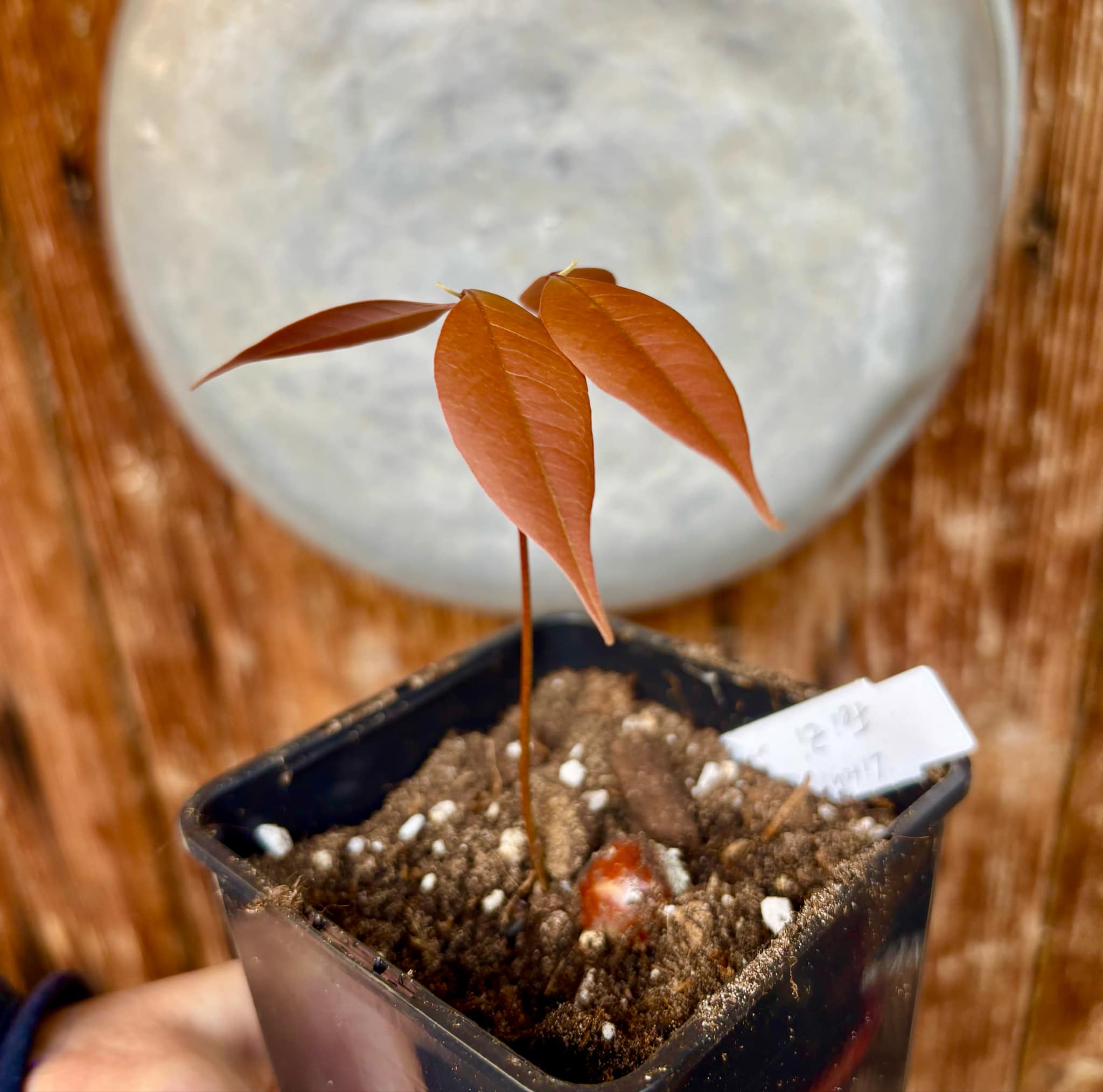 Litchi chinensis - var. Fei Zi Xiao (Litchi chinensis) - 1 small potted seedling / 1 kleiner, getopfter Sämling 