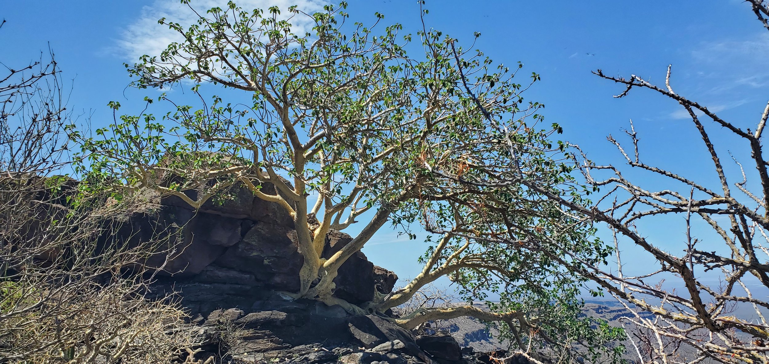 Ficus petiolaris - 10 fresh seeds / 10 frische Samen