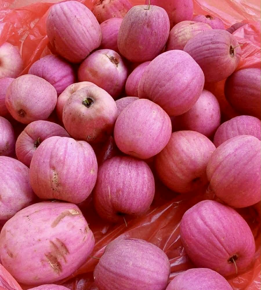 Pre Order - Syzygium jiewhoei - 1 fresh seed / 1 frischer Samen