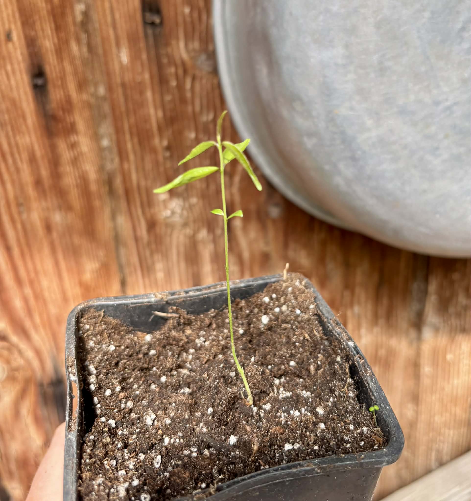 Rainforest Plum (Eugenia candolleana) - 1 potted seedling / 1 getopfter Sämling