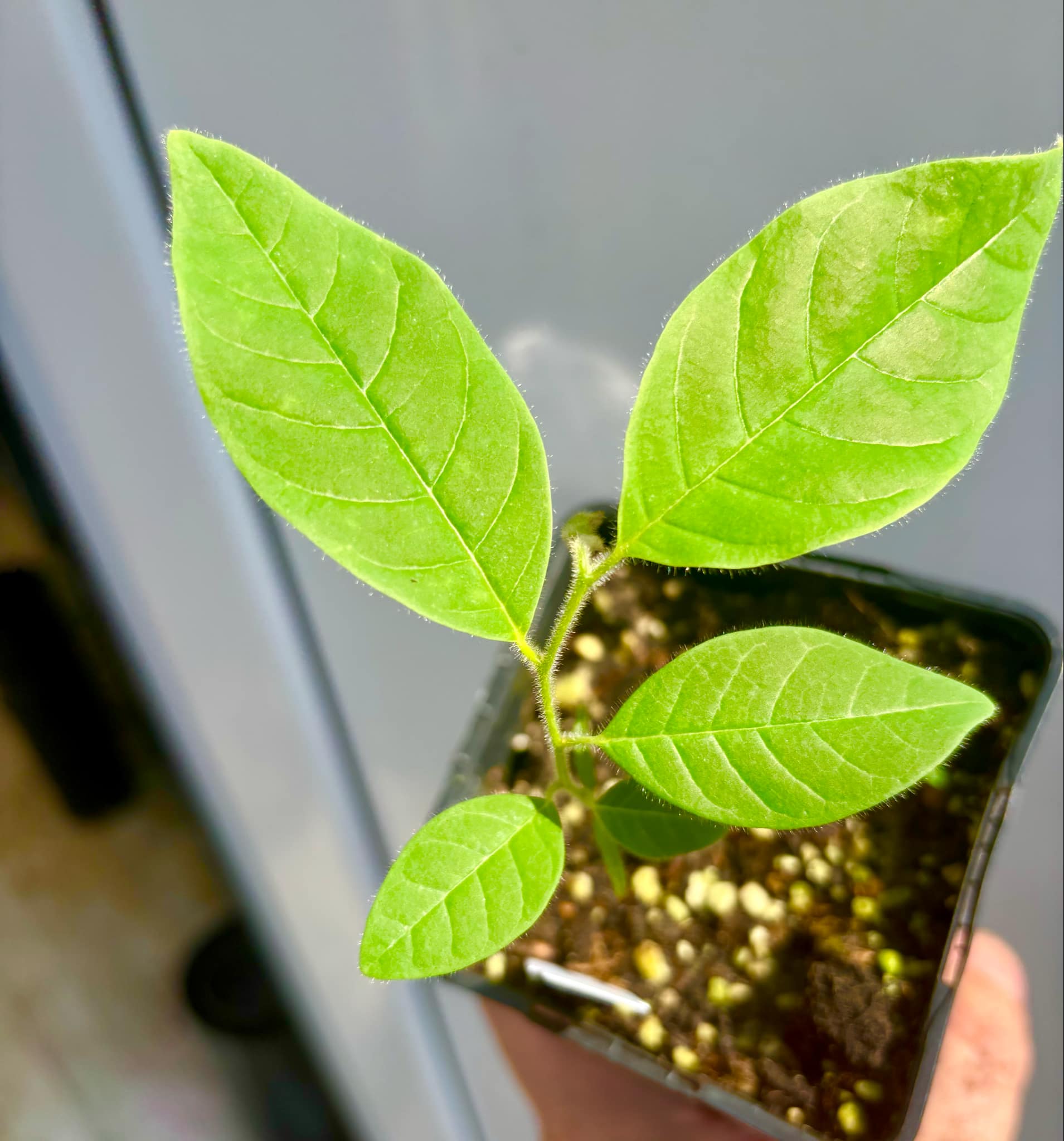 Annona spraguei - Nonita - 1 potted plant / 1 kleiner getopfte Pflanze