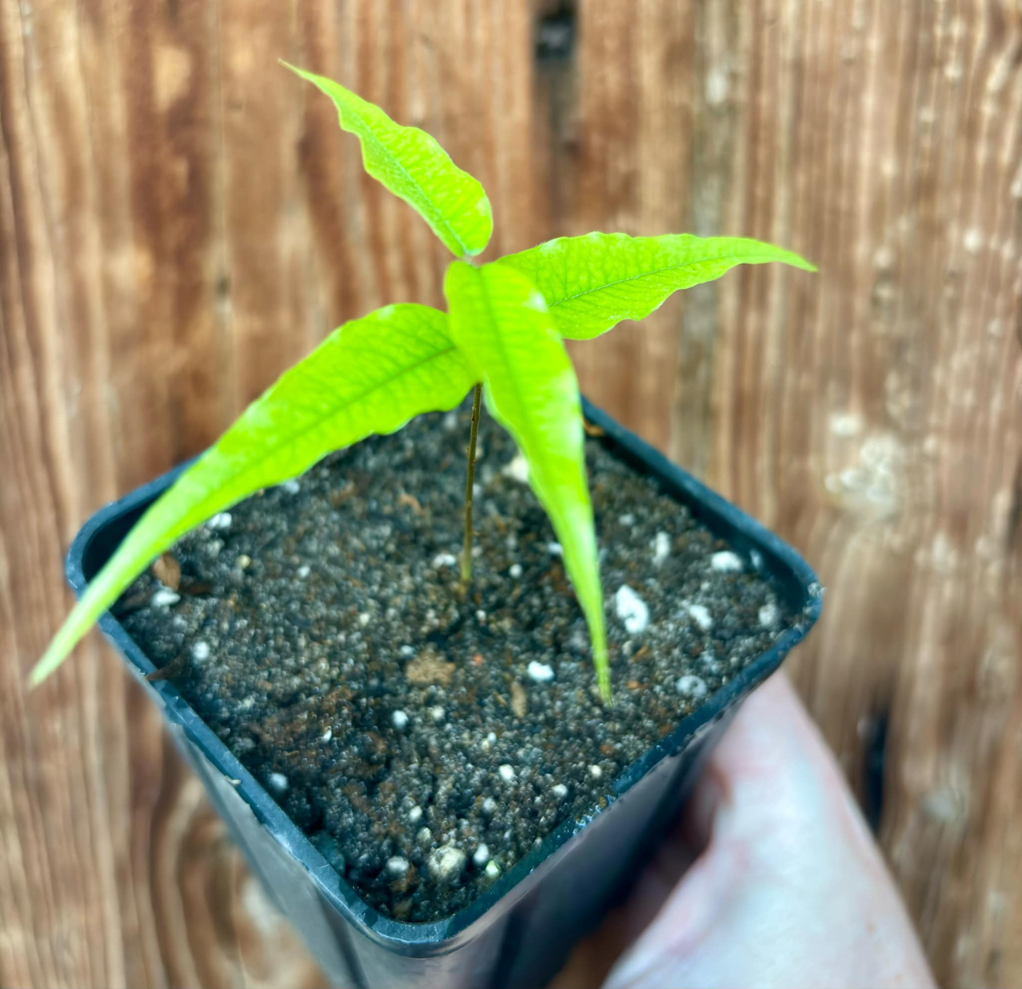 Plinia sp Cabo longo Sao Joao -  1 potted seedling / 1  getopfter Sämling 