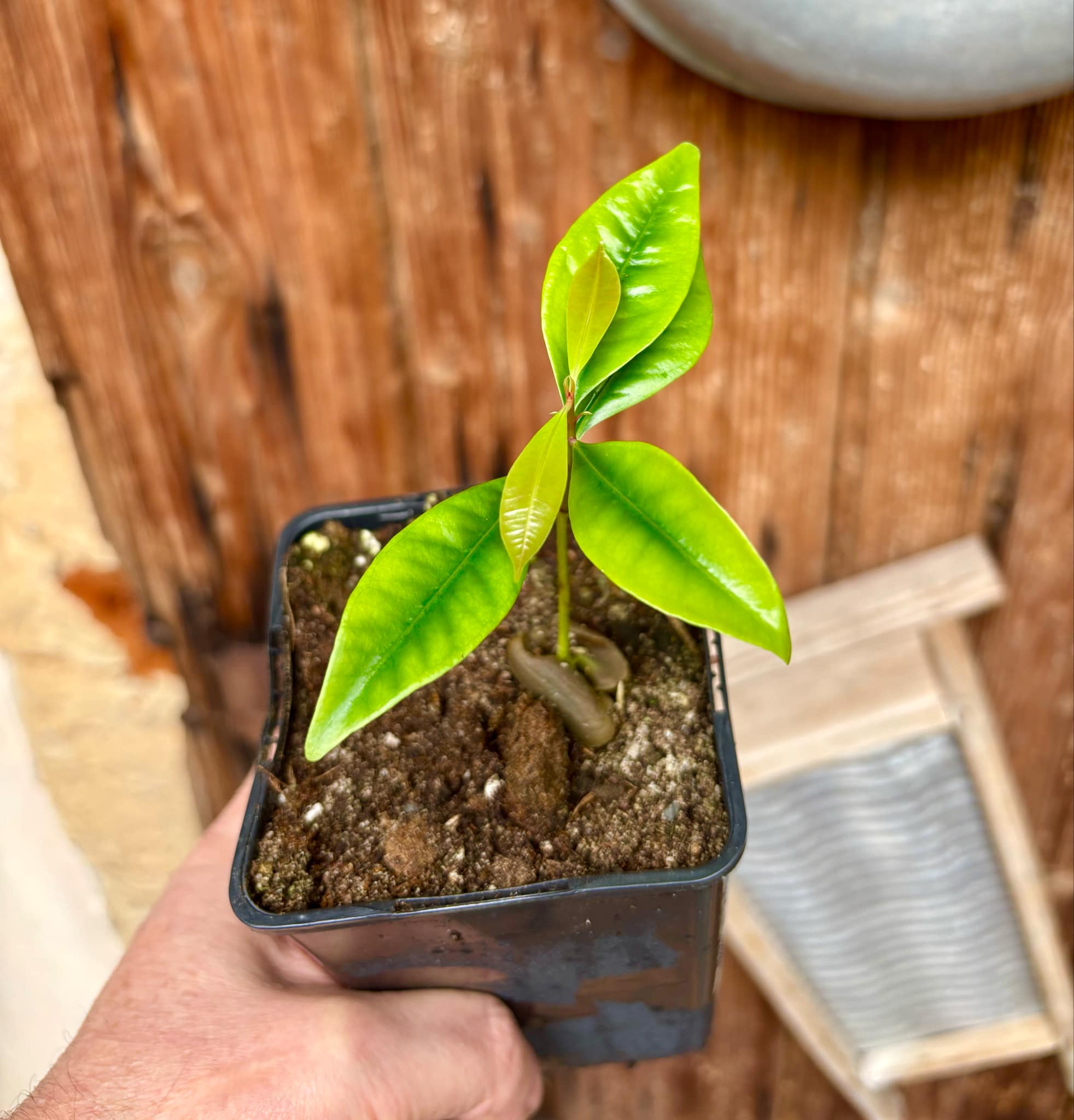 Syzygium aromaticum - Clove - Gewürznelke - 1 small potted seedling / 1 kleiner, getopfter Sämling