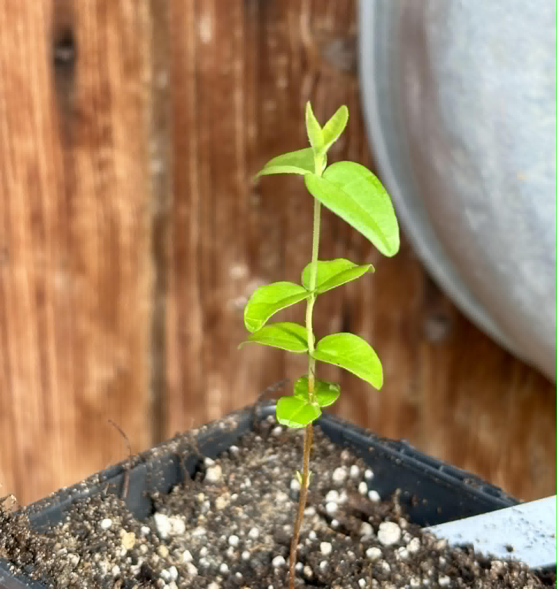 Eugenia sp Palometa - 1 potted seedling / 1 getopfter Sämling
