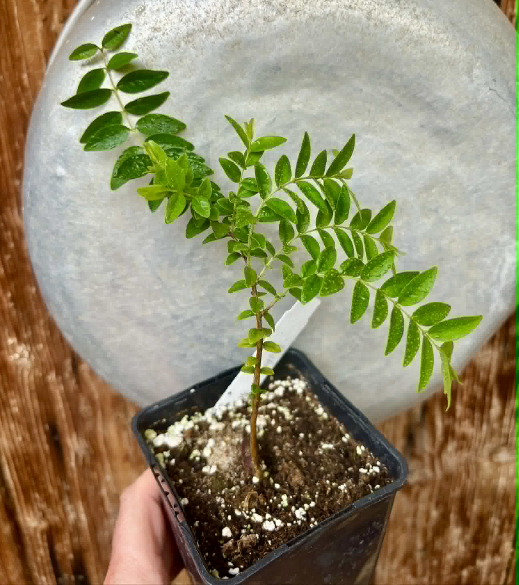 Myrciaria sp Pastora - 1 potted seedling / 1 getopfter Sämling