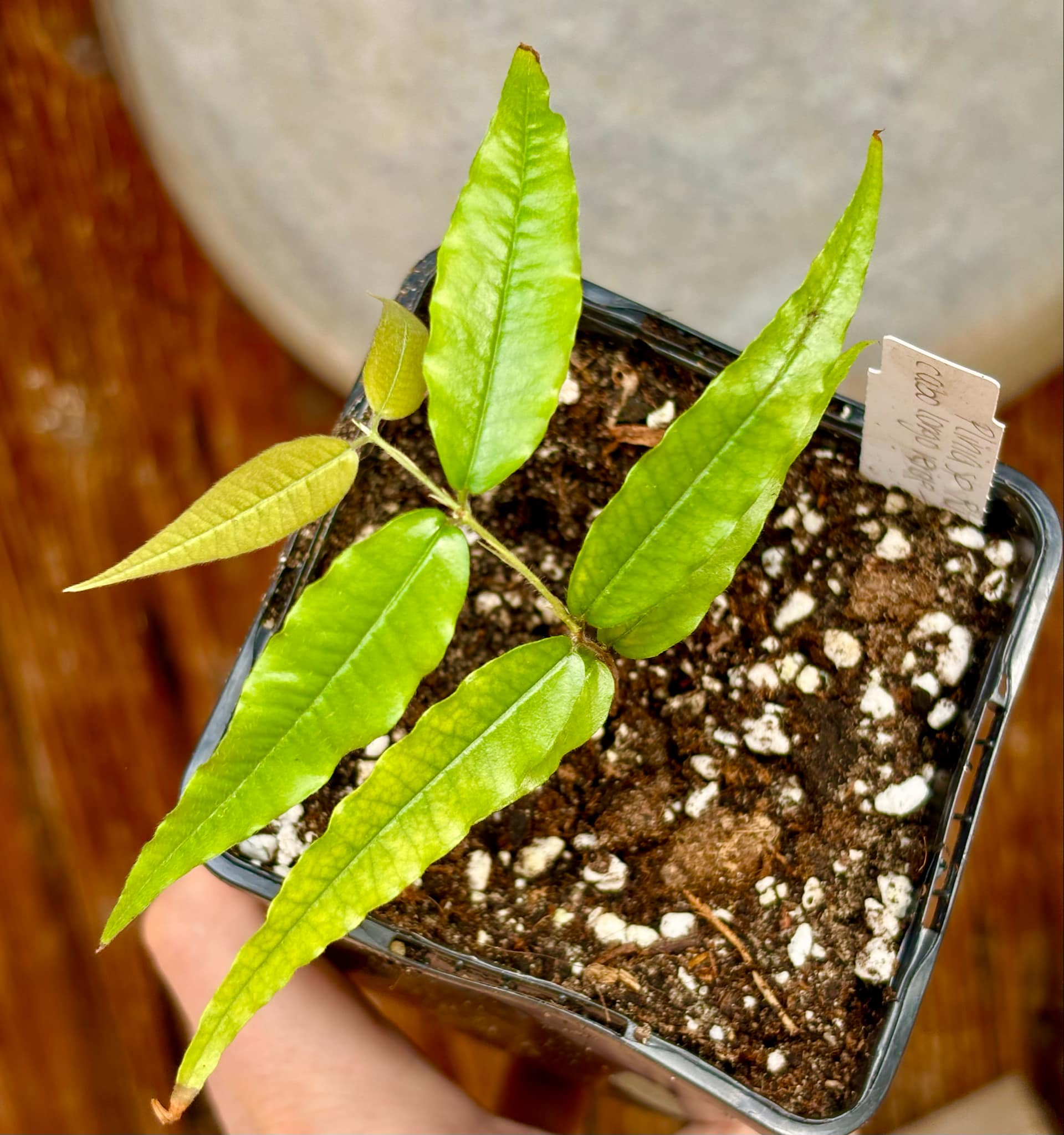 Plinia sp Rajada Cabo longo verde Tupinamba - Jaboticaba - 1 small potted seedling / 1 kleiner, getopfter Sämling Plinia sp Rajada Cabo longo verde Tupinamba - Jaboticaba - 1 small potted seedling / 1 kleiner, getopfter Sämling