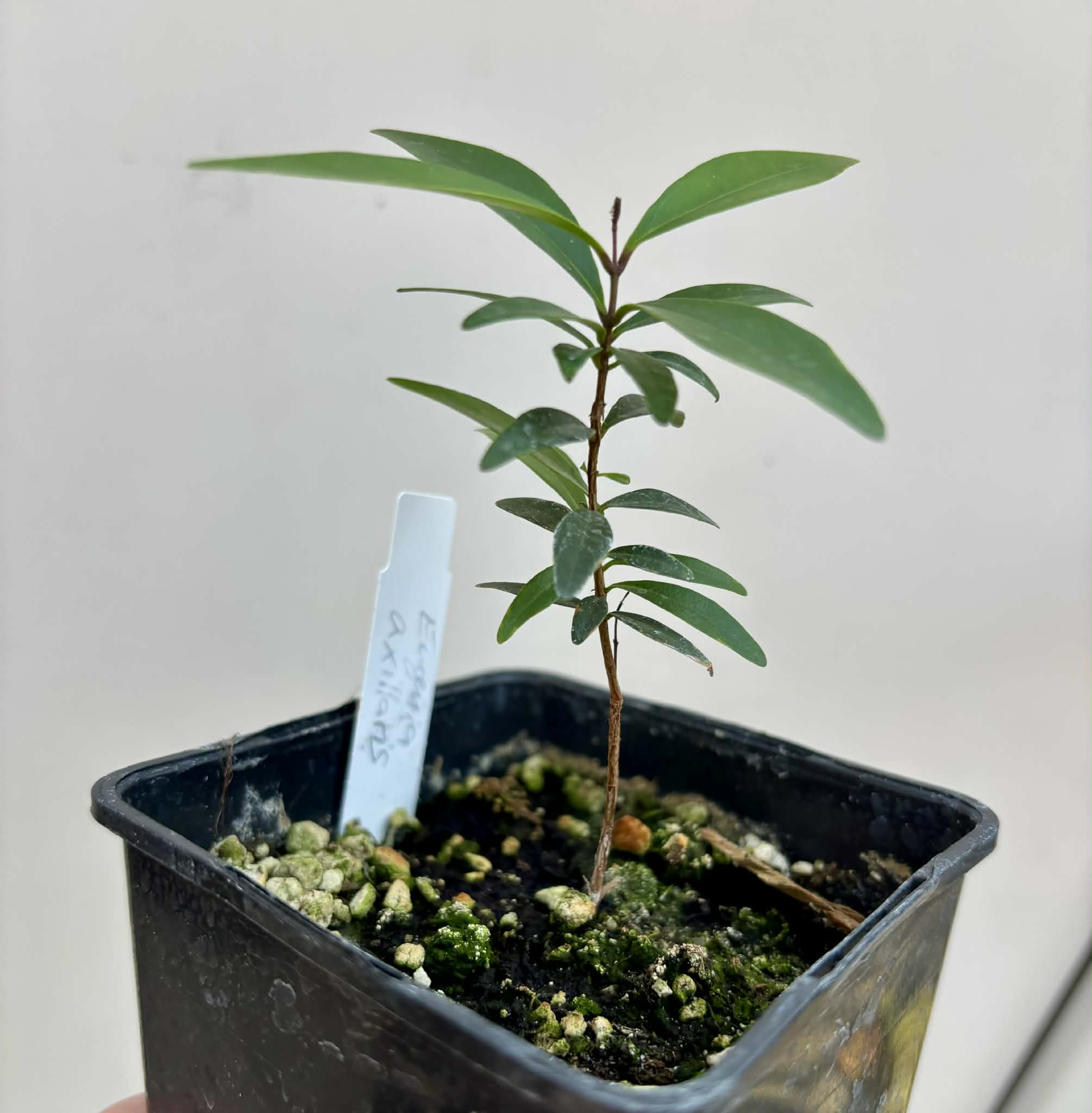  Eugenia axillaris  - White Stopper - 1 potted seedling / 1 getopfter Sämling