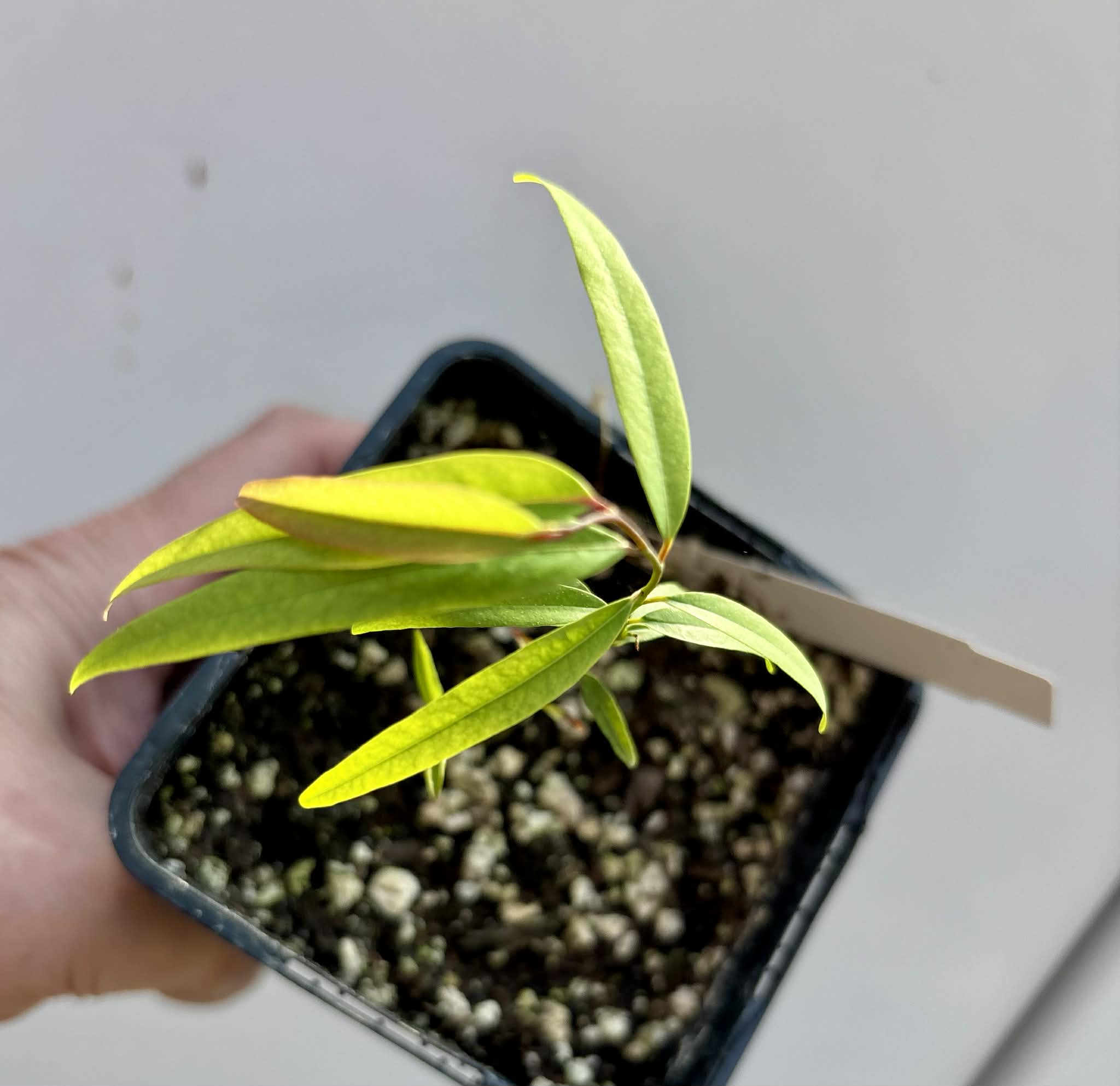 Rumdol (Sphaerocoryne lefevrei) - 1 potted seedling / 1 getopfter Sämling