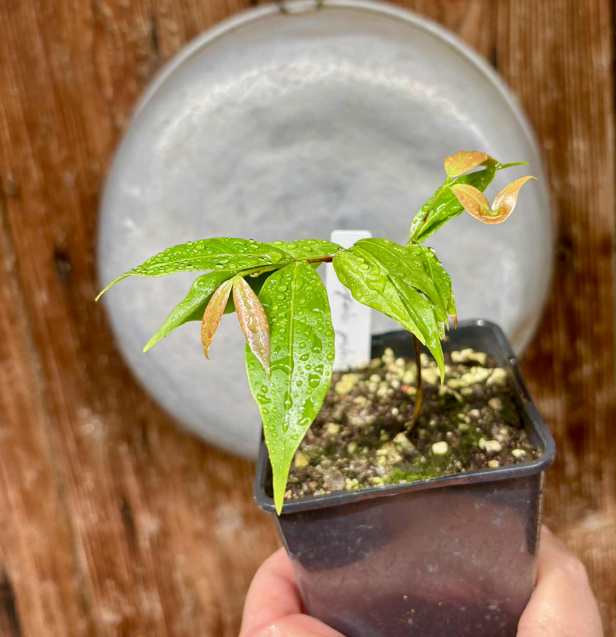 last seedling - Ruby do Amazonas (Eugenia patrisii) 1 potted seedling / 1 getopfter Sämling