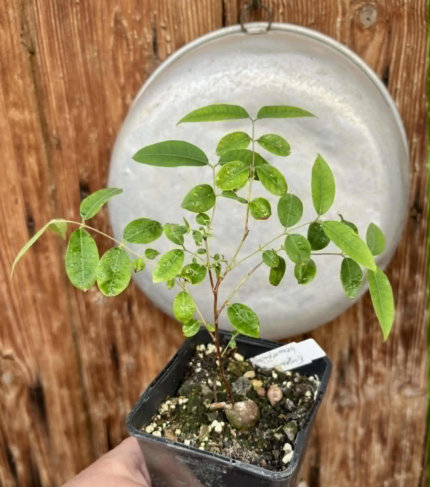 Uvaia do Visconde (Eugenia beaurepairiana) - potted seedling / 1 getopfter Sämling