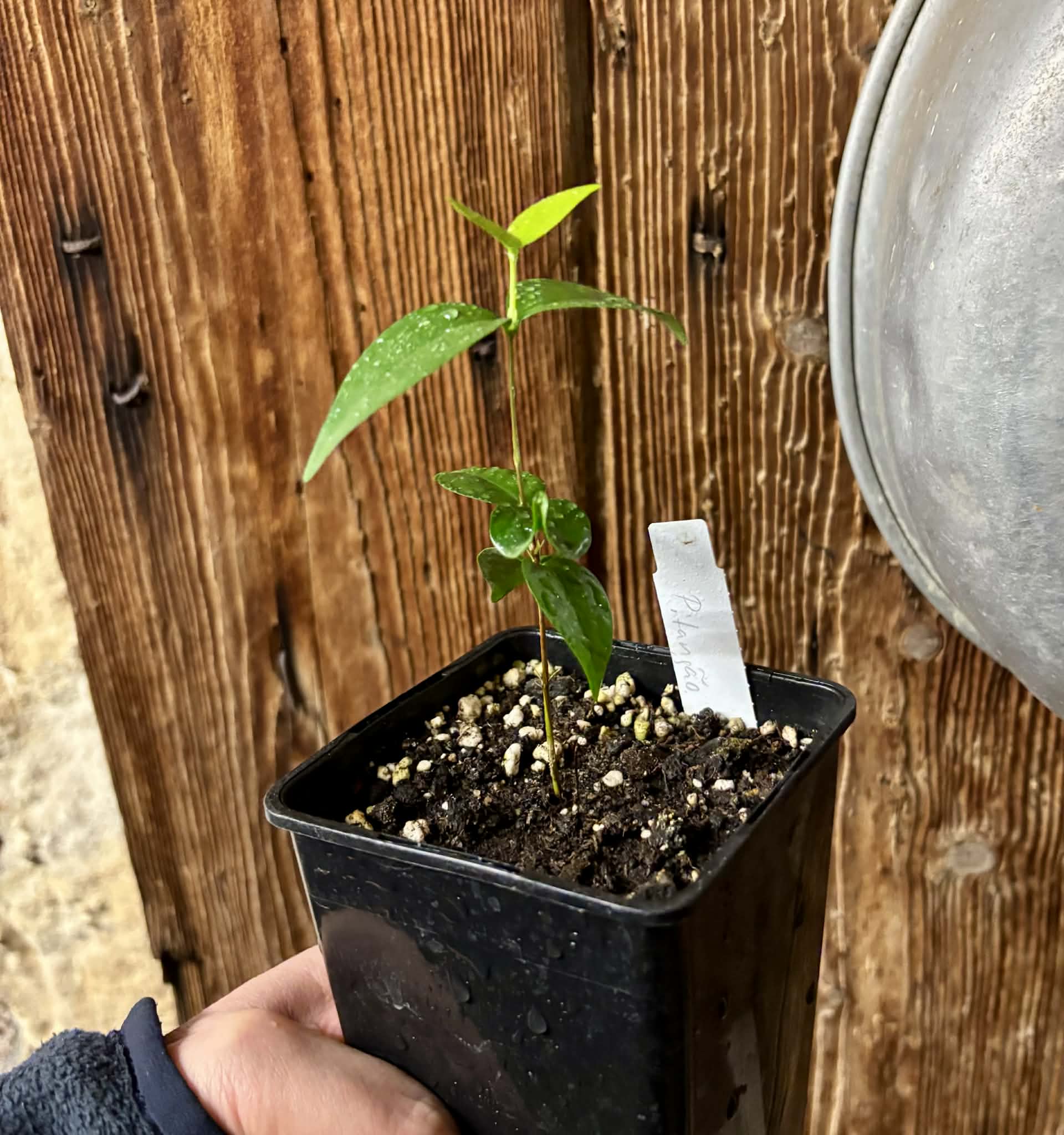 Eugenia uniflora var. Gigante Pitangao  - 1 potted seedling / 1 getopfter Sämling