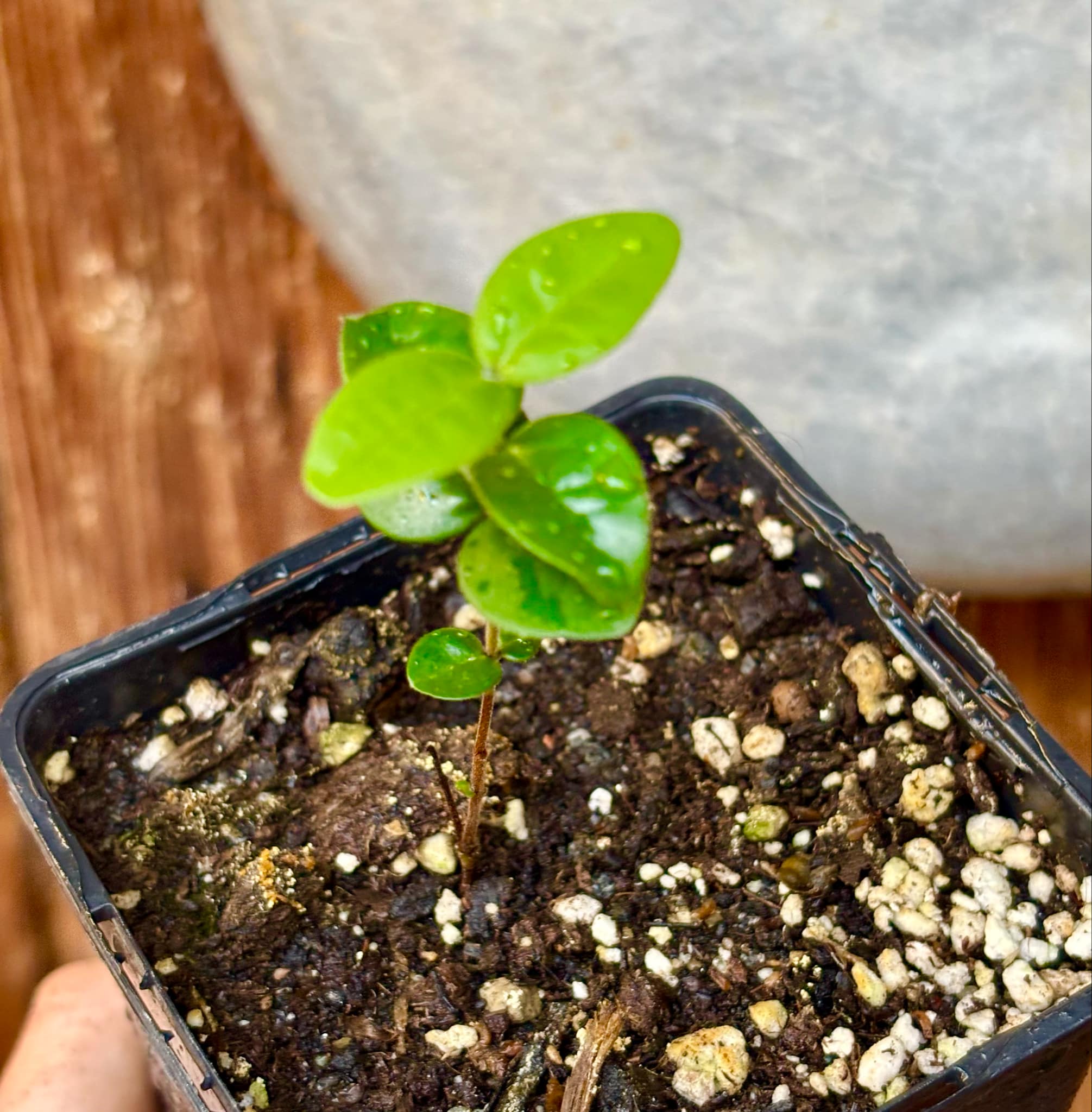 Eugenia selloi - Pitangatuba -  1 small potted seedling / 1 kleiner, getopfter Sämling