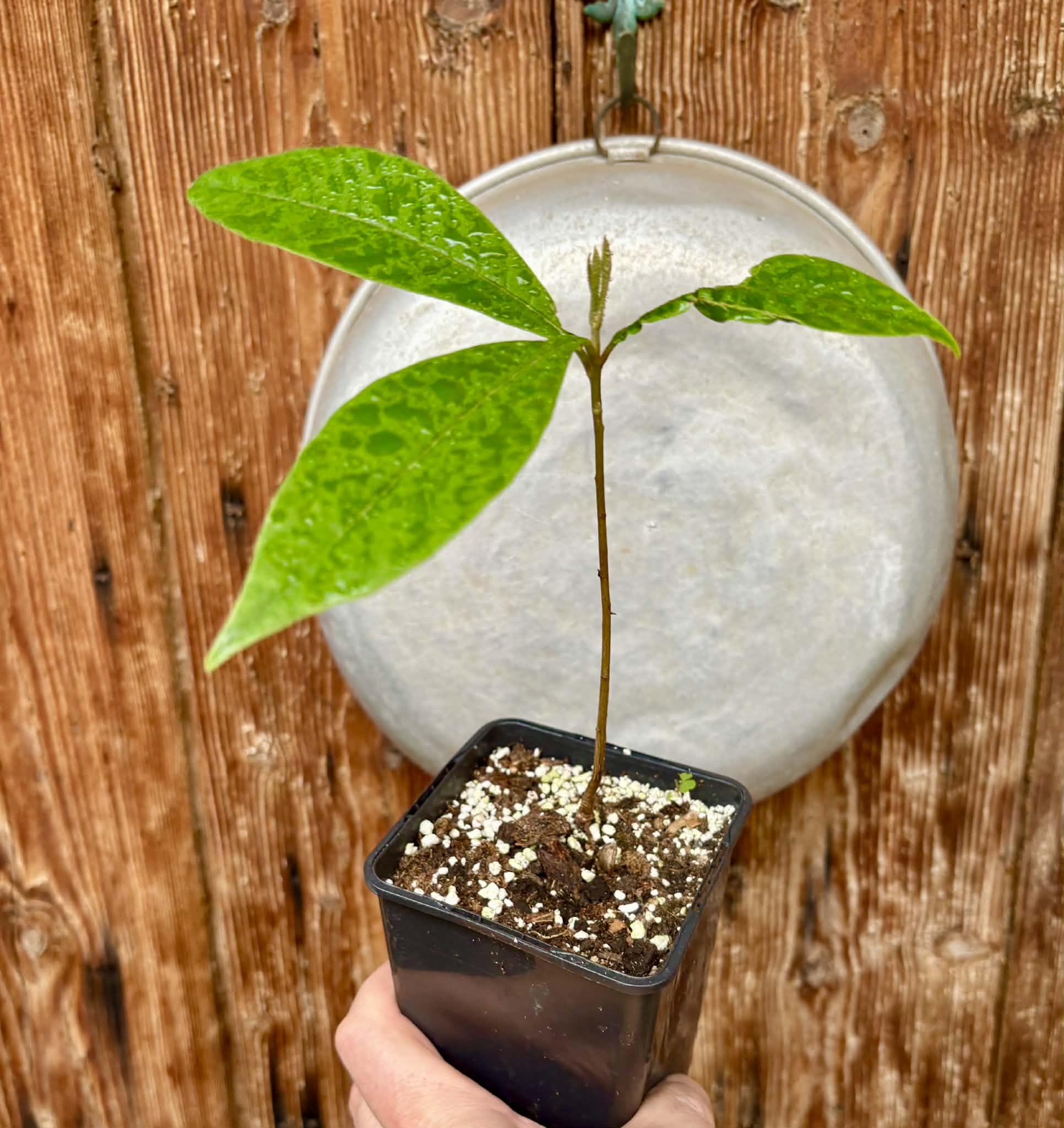 Pouteria sp Rondonia - 1 potted plant / 1 getopfte Pflanze