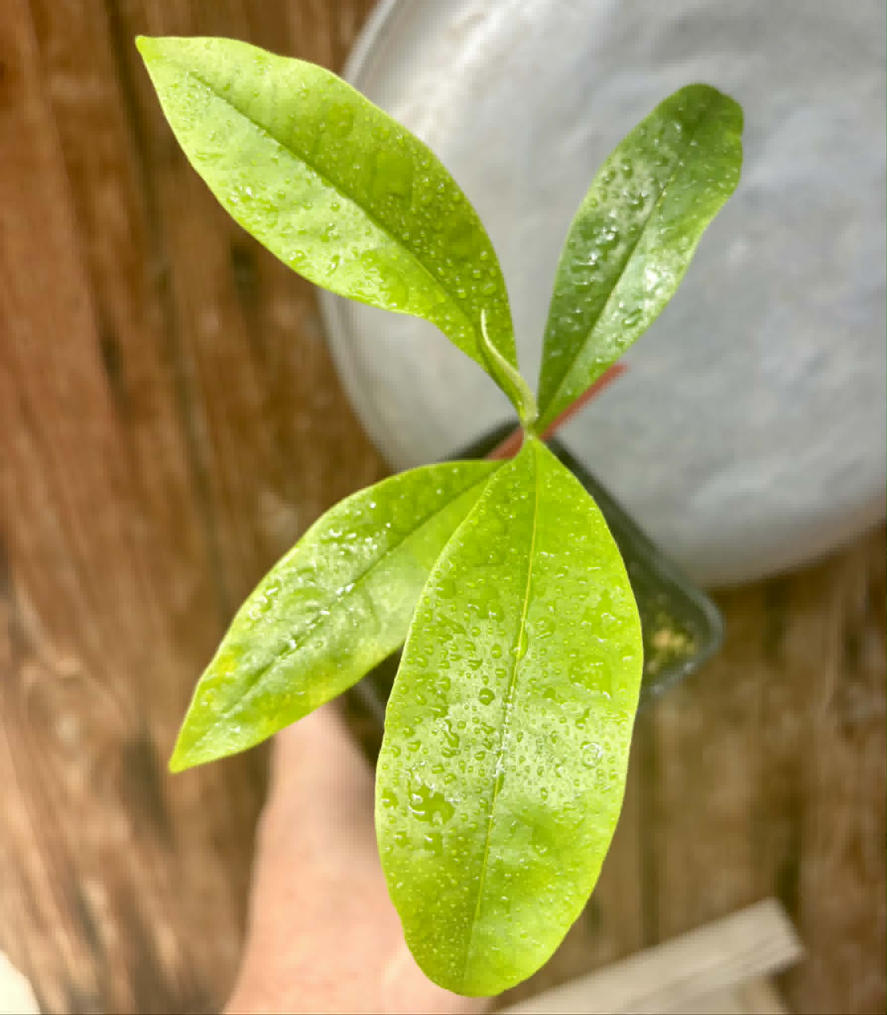Duguetia aff. lanceolata - Pindauva Roxa -   1 potted plant / 1 getopfte Pflanze