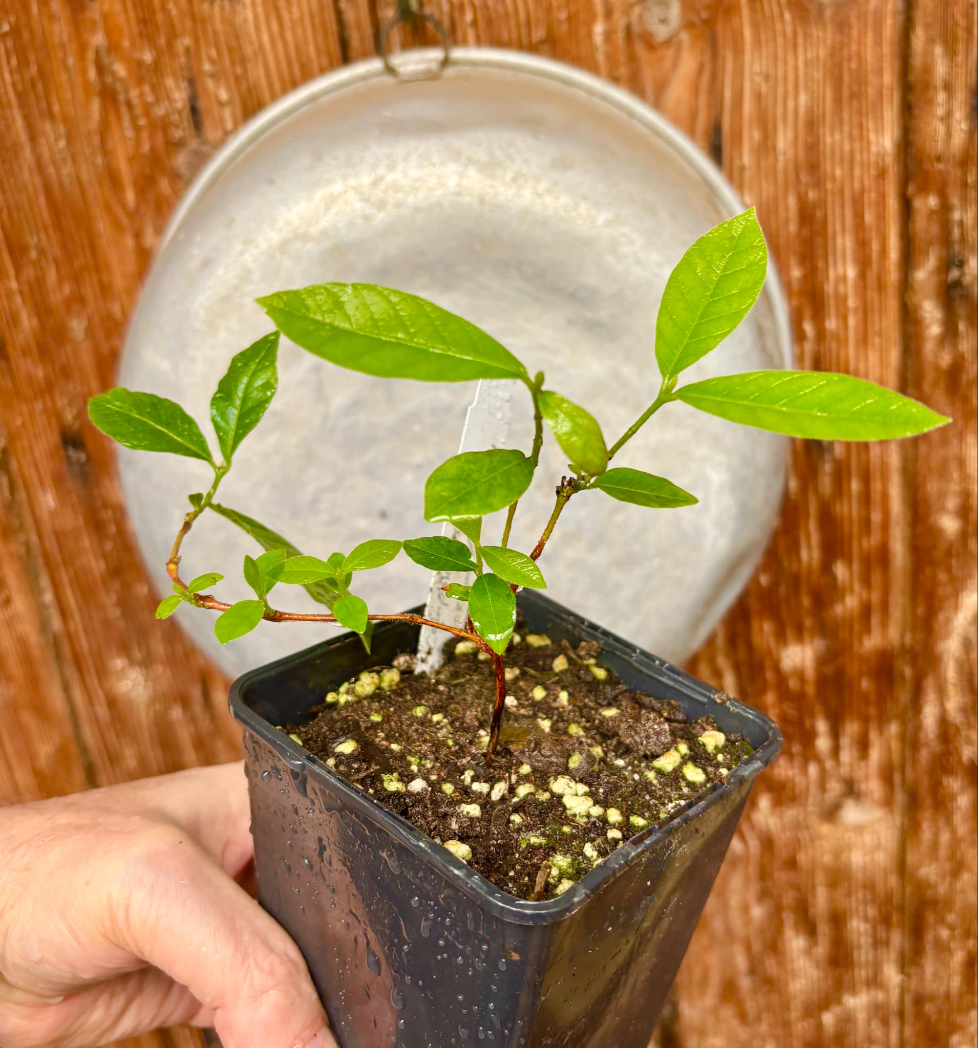 Campomanesia guazumifolia "Yellow" - 1 pottet plant / 1 getopfte Pflanze