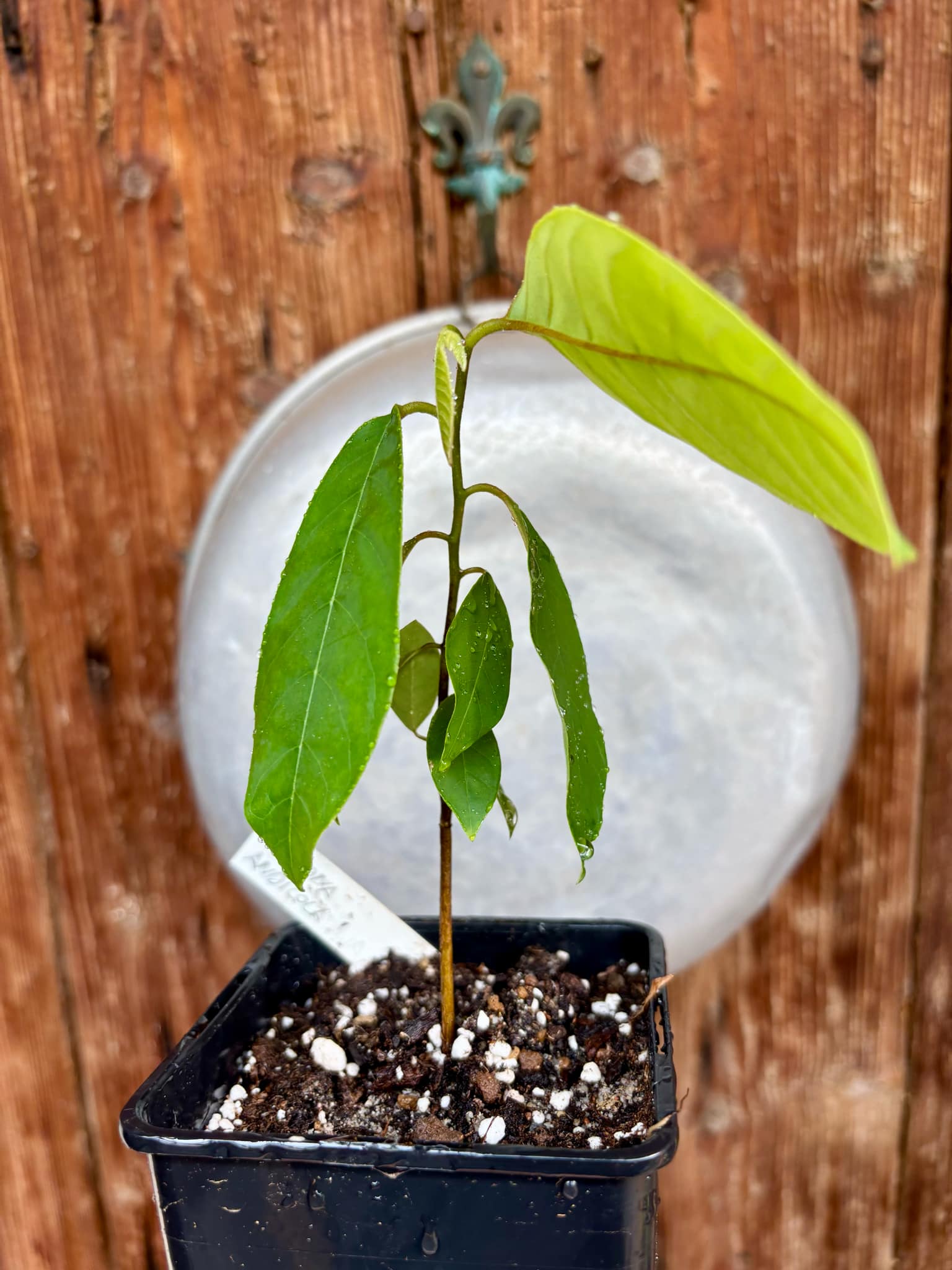 Annona andicola  - 1 potted plant / 1 getopfte Pflanze