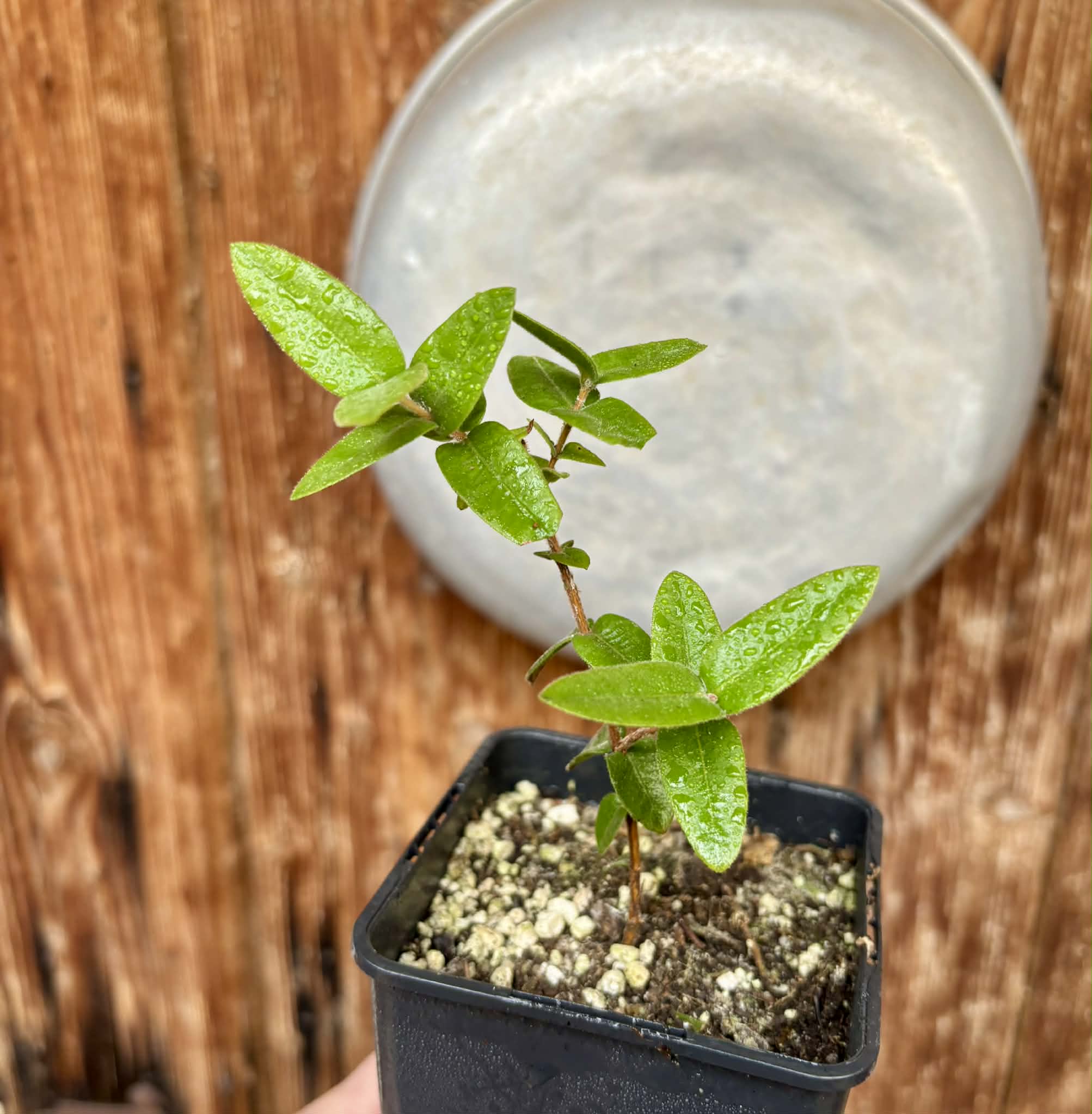 Myrciaria caerulescens (Roxa - Blue Guaquiea) - 1 potted seedling / 1 getopfter Sämling