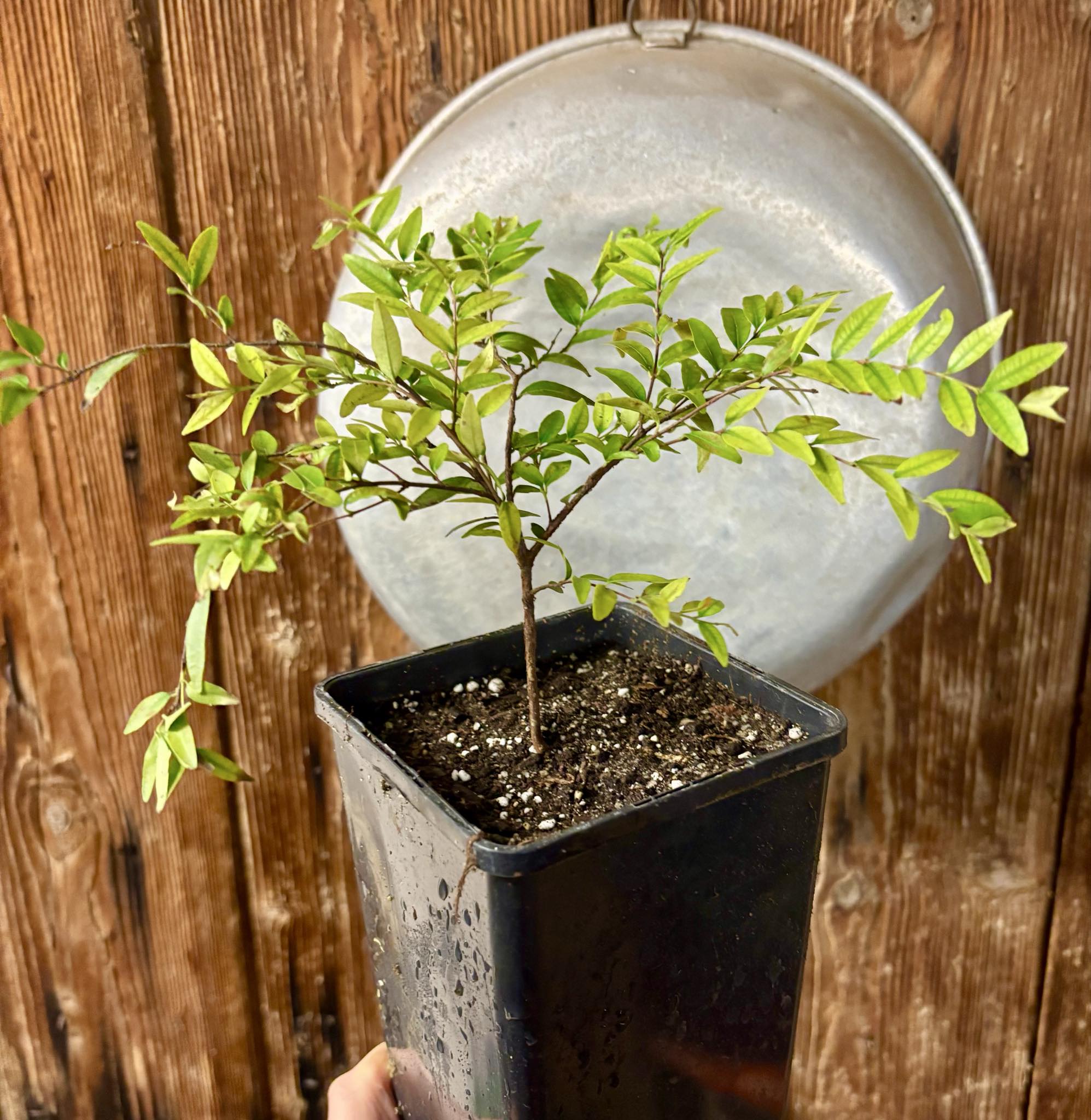 three years old - Uvaia - Eugenia pyriformis -  1 potted plant / 1 getopfte Pflanze
