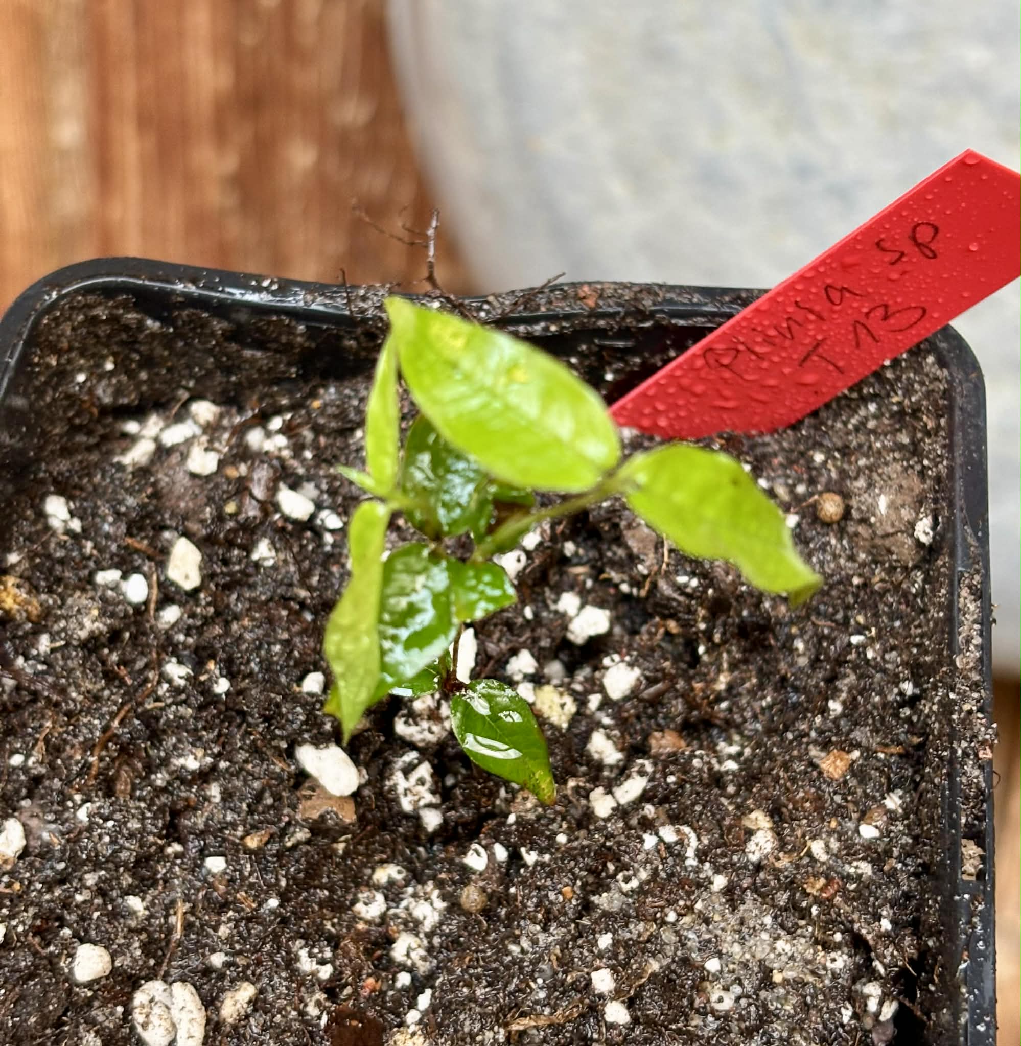 Jaboticaba - Plinia sp T13 - Phitrantha Pink Rosa x unknown Plinia - 1 small potted plant / 1 kleine getopfte Pflanze