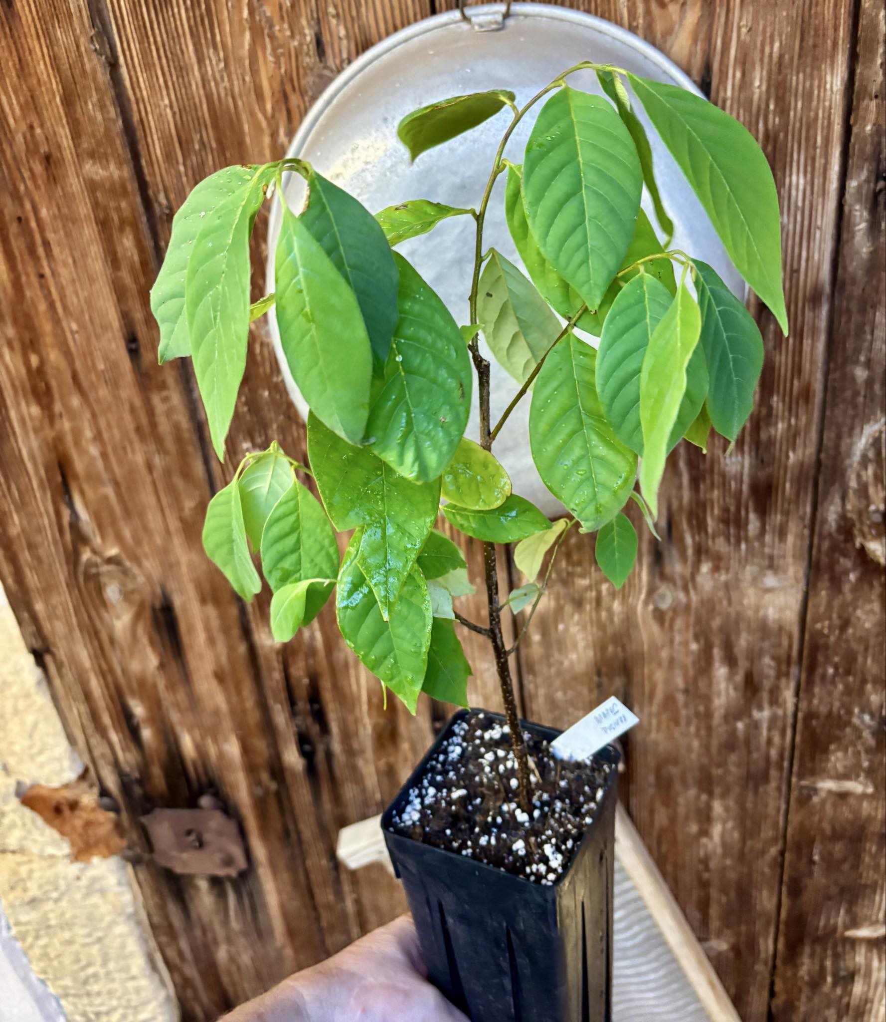 2.5 years old - Annona jahnii - 1 potted plant / 1 getopfte Pflanze