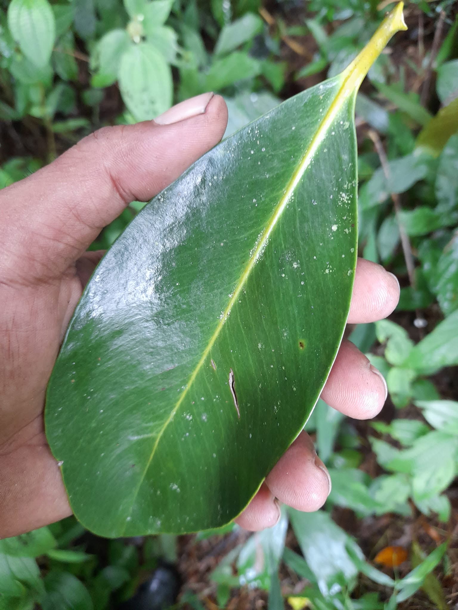 Pre Order - Garcinia bancana - 1 fresh seed / 1 frischer Samen