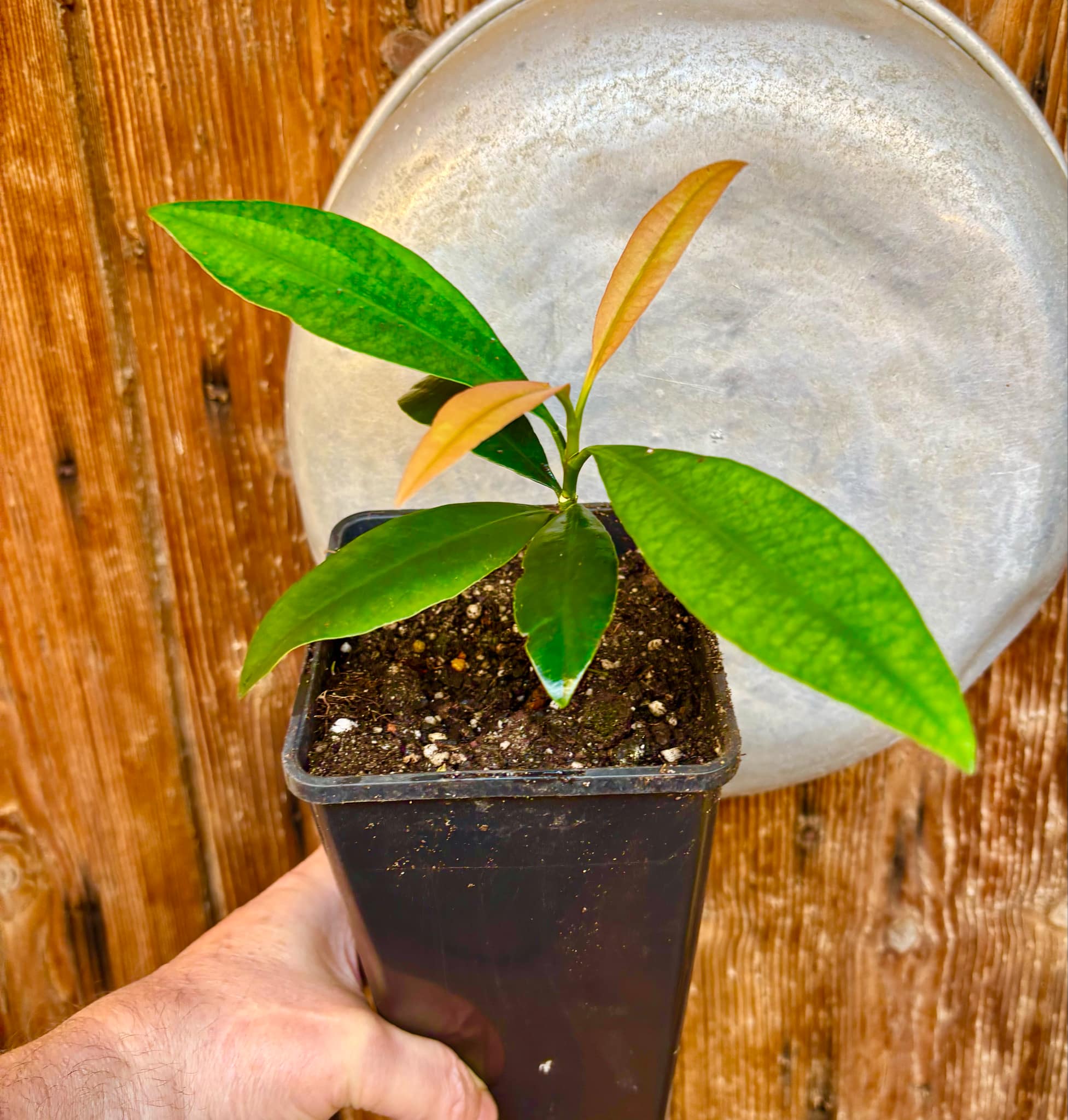 Garcinia sp. Luc's Garcinia - Garcinia sp Mexico - 1 potted plant / 1 getopfte Pflanze
