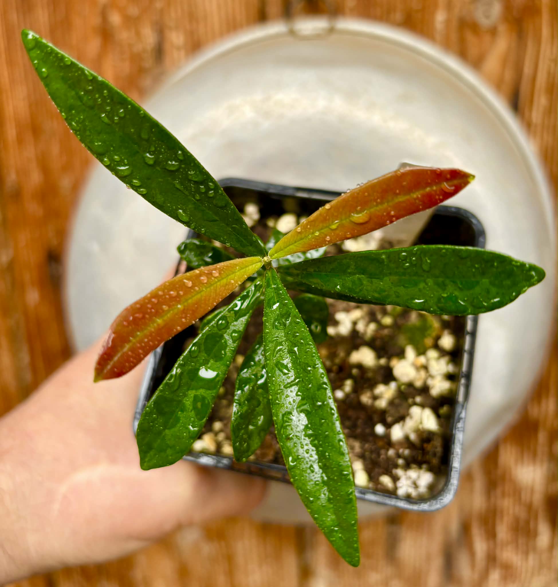 Myrcia luschnathiana -  1 potted seedling / 1 getopfter Sämling