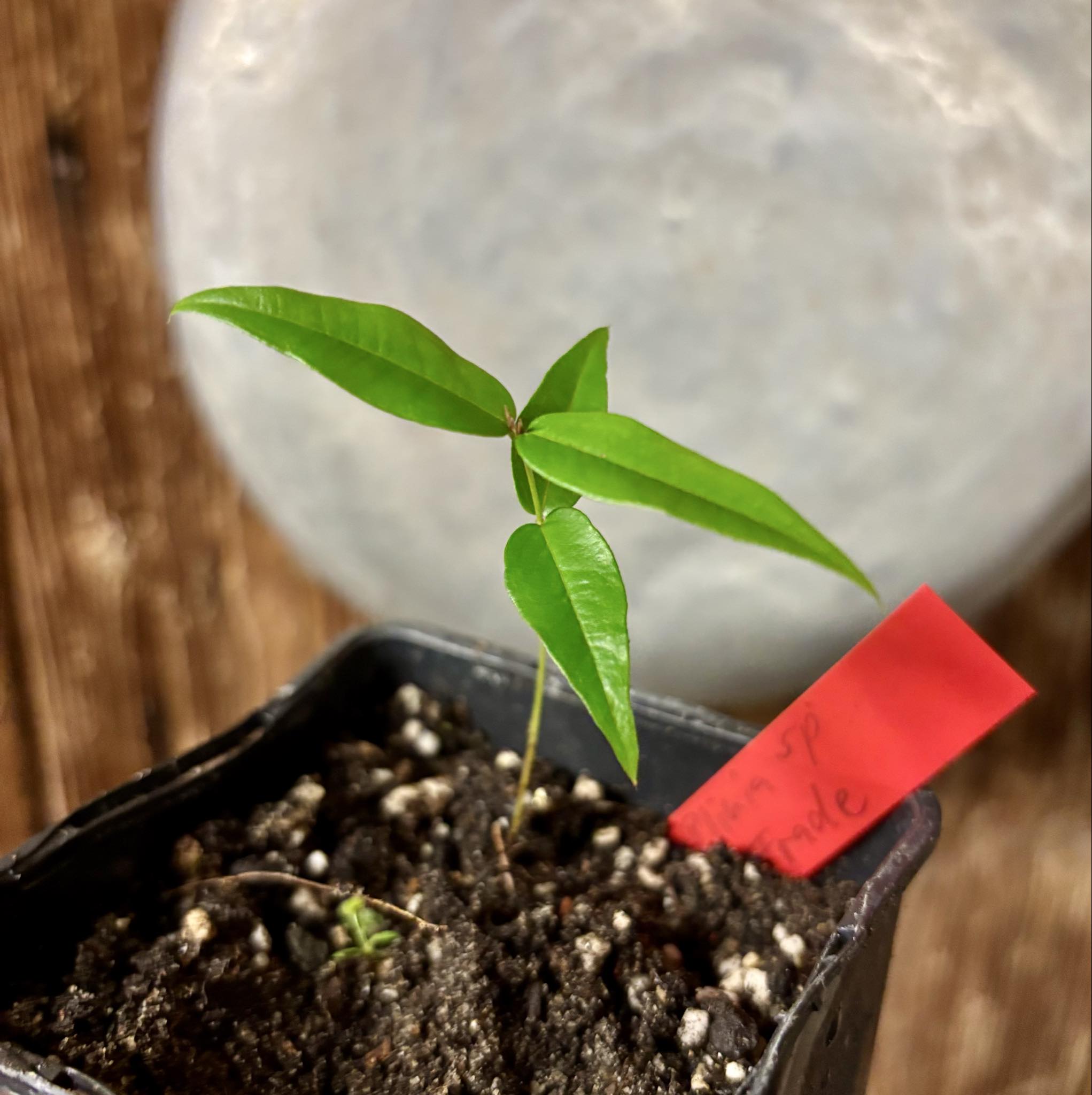 Plinia sp. do Frade - 1 potted seedling / 1 getopfter Sämling