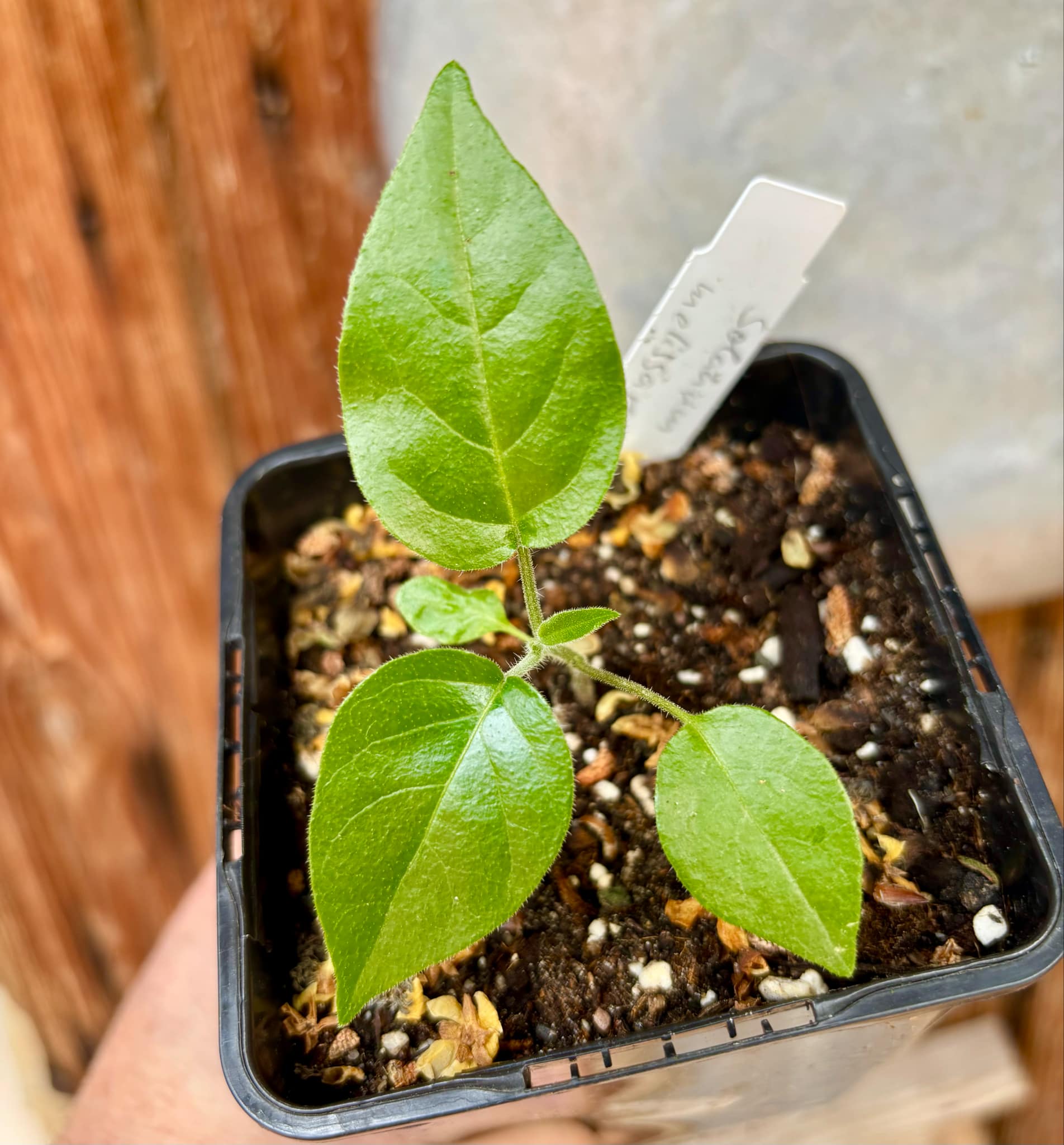 Tomatao Verde do Mato (Solanum melissarum) - 1 small potted seedling / 1 kleiner, getopfter Sämling