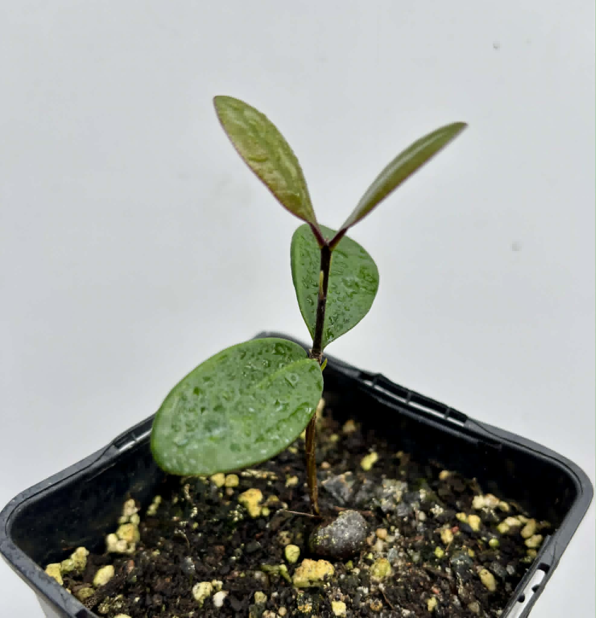 Eugenia sp Pindoca - 1 potted seedling / 1 getopfter Sämling