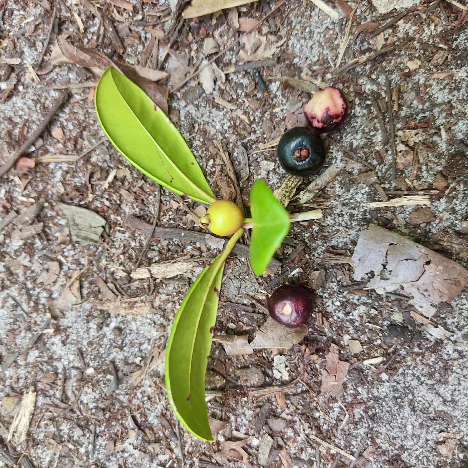 Pre Order - Psidium sp Camamu - 1 fresh seed / 1 frischer Samen