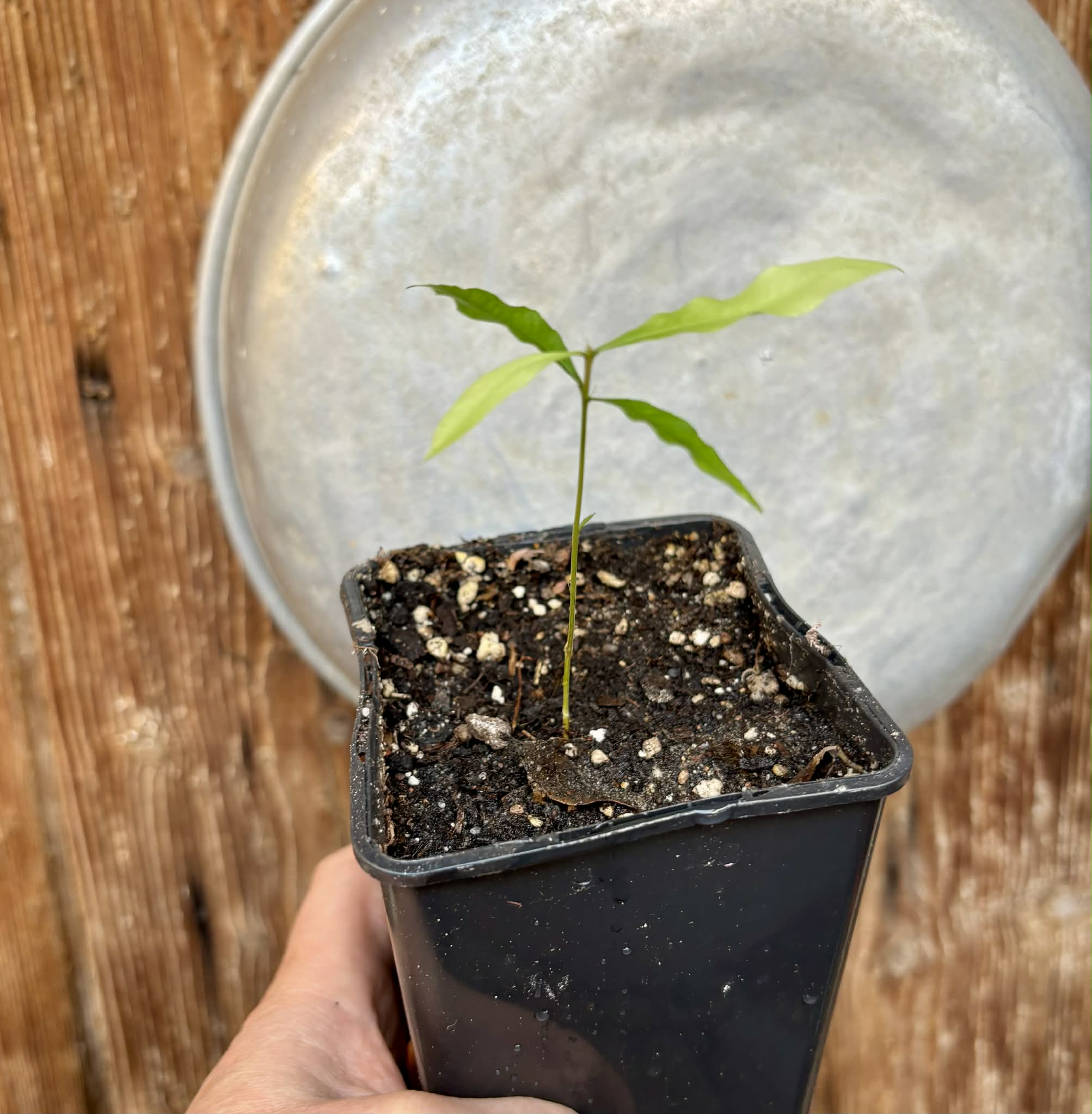 Pseudolmedia sp. Rondonia - 1 potted seedling / 1 getopfter Sämling