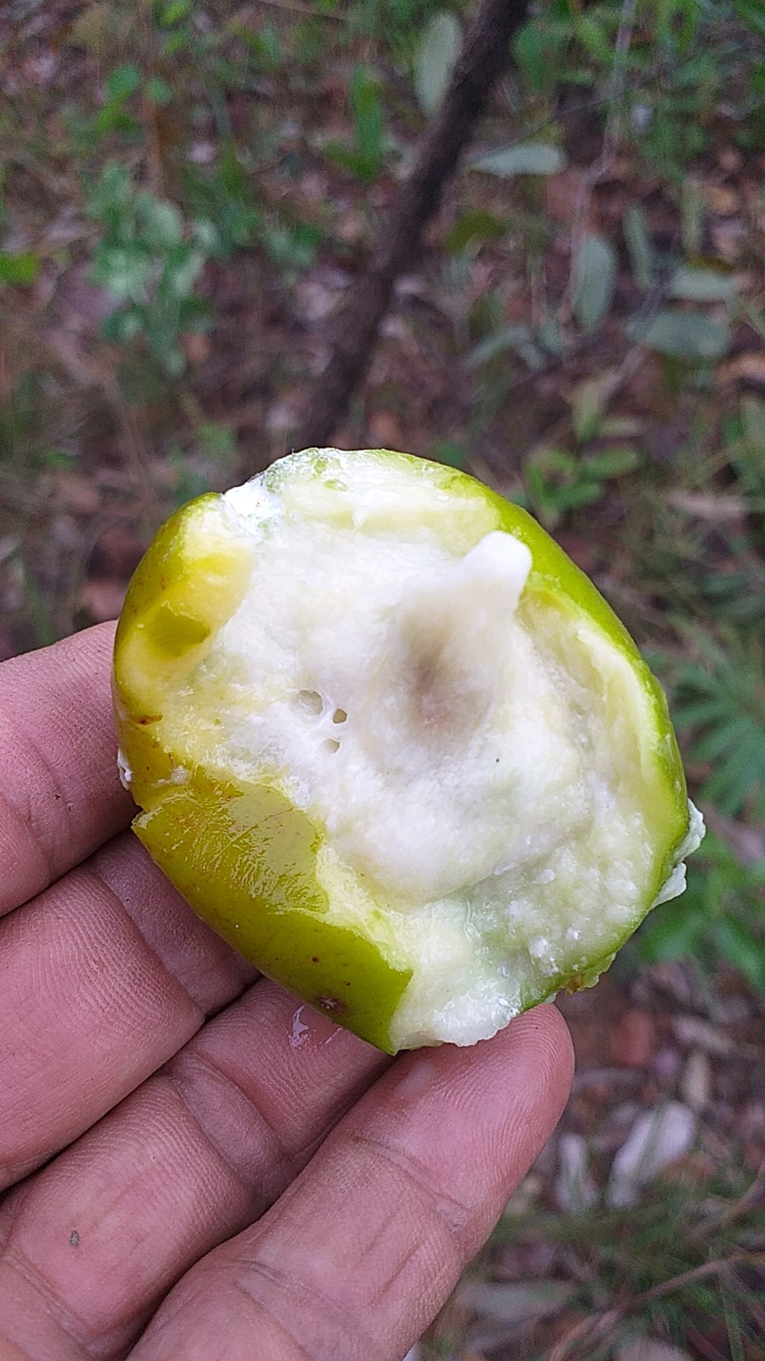 Mangaba (Hancornia speciosa) - 1 fresh seed / 1 frischer Samen